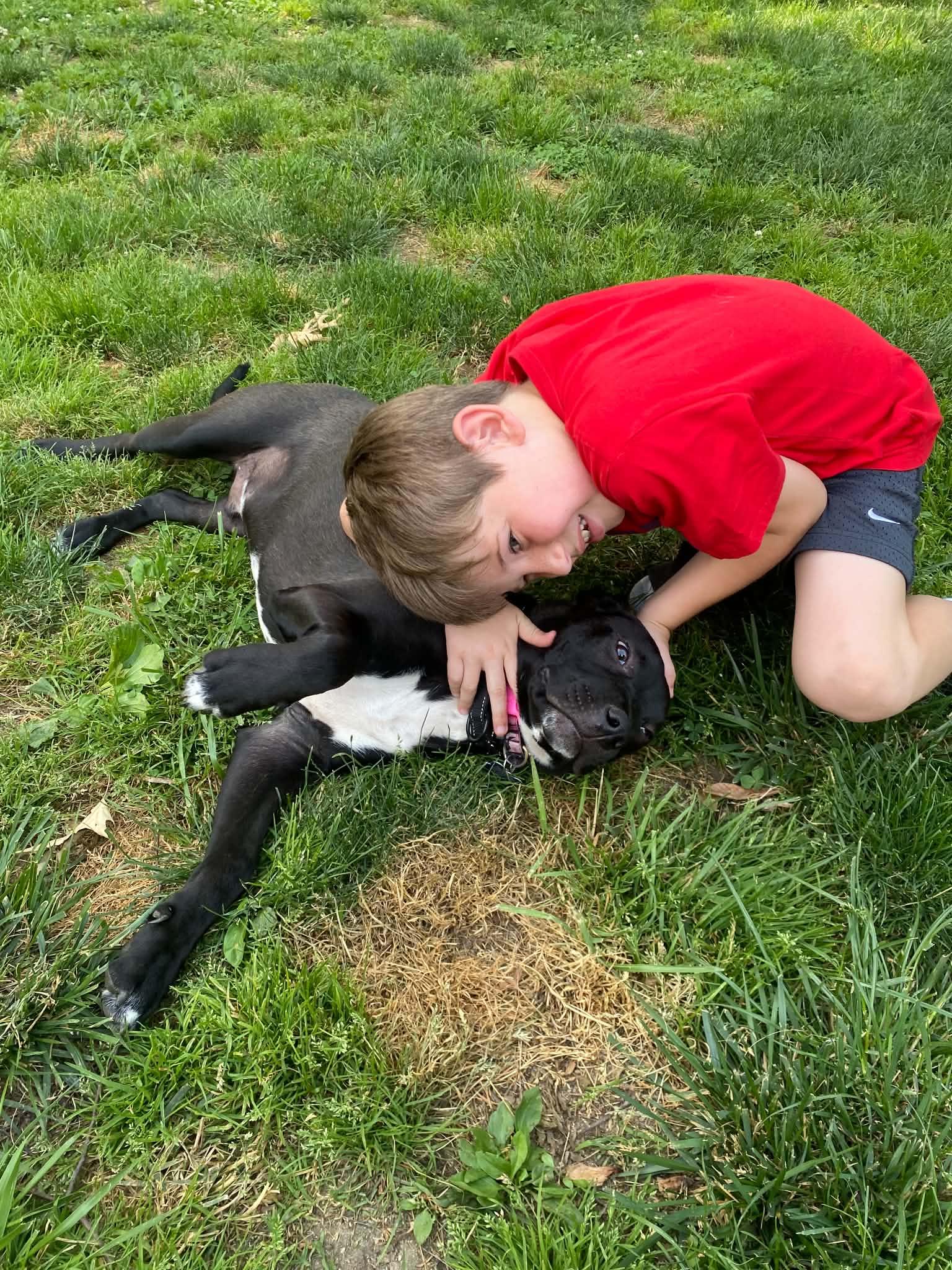 Young man Sam, adopted, Puppy Male Black Labrador Retriever & Terrier.
