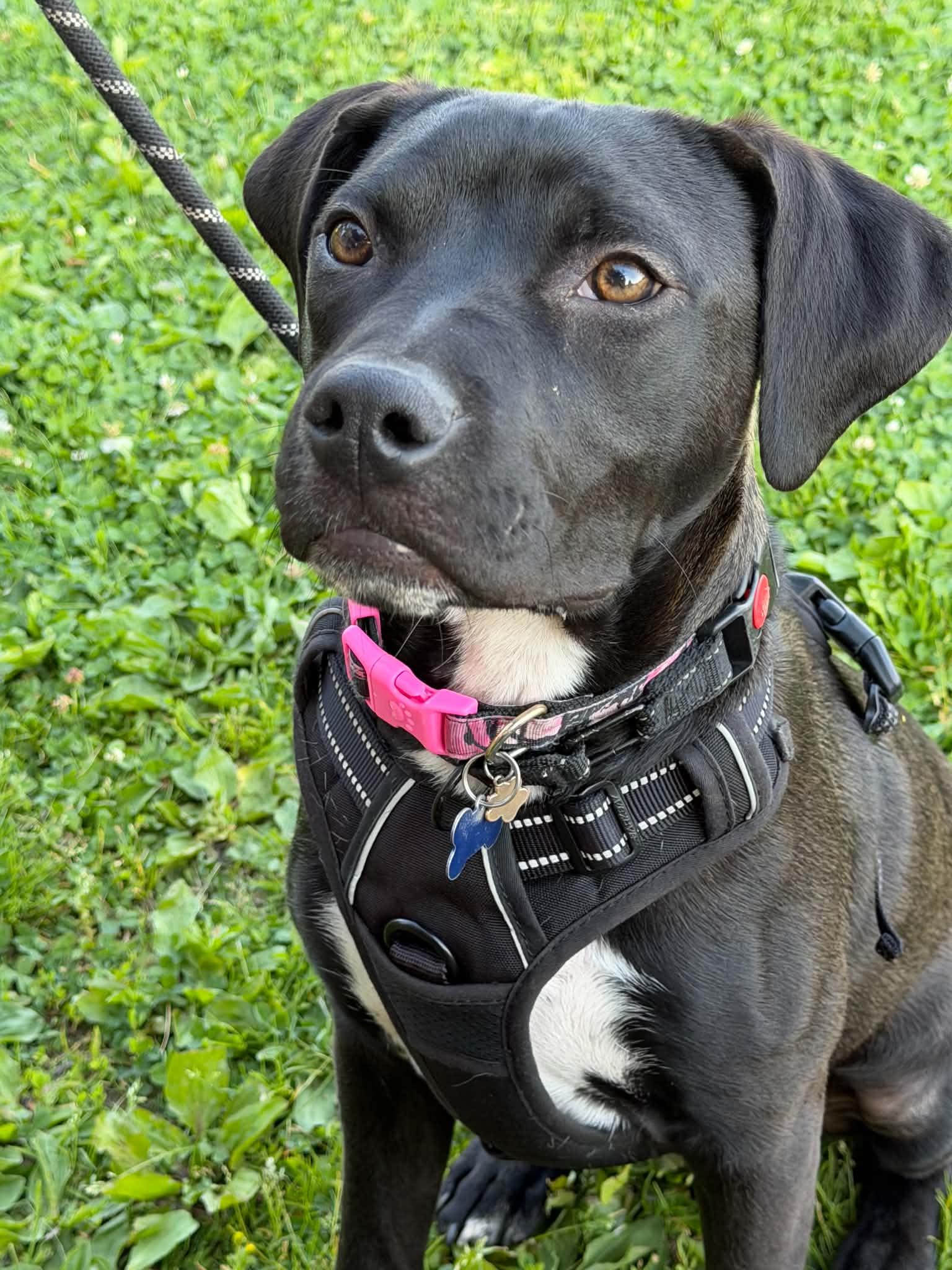 Enlarge Young man Sam, an adopted mixed breed in Blue Bell, PA image 2/6