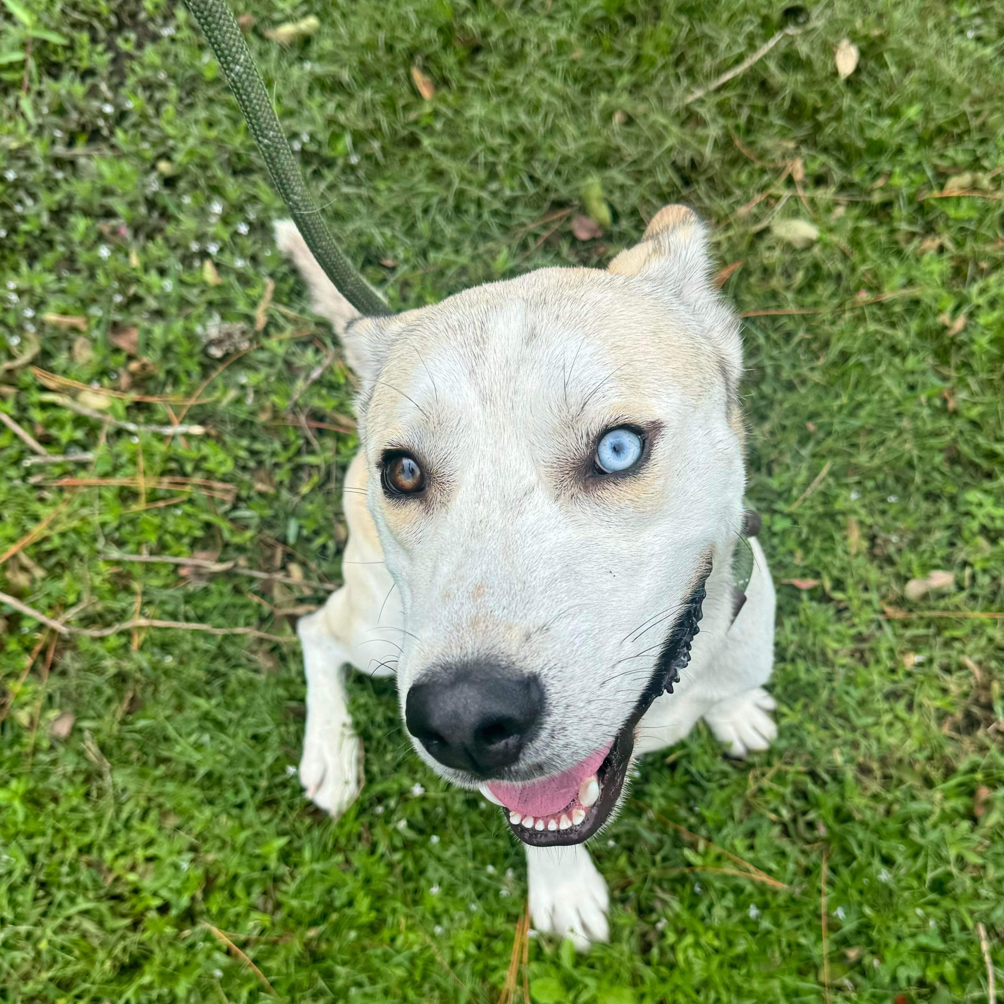 Arwyn, a Adoptable Mixed Breed in Myrtle Beach, SC image 3/3