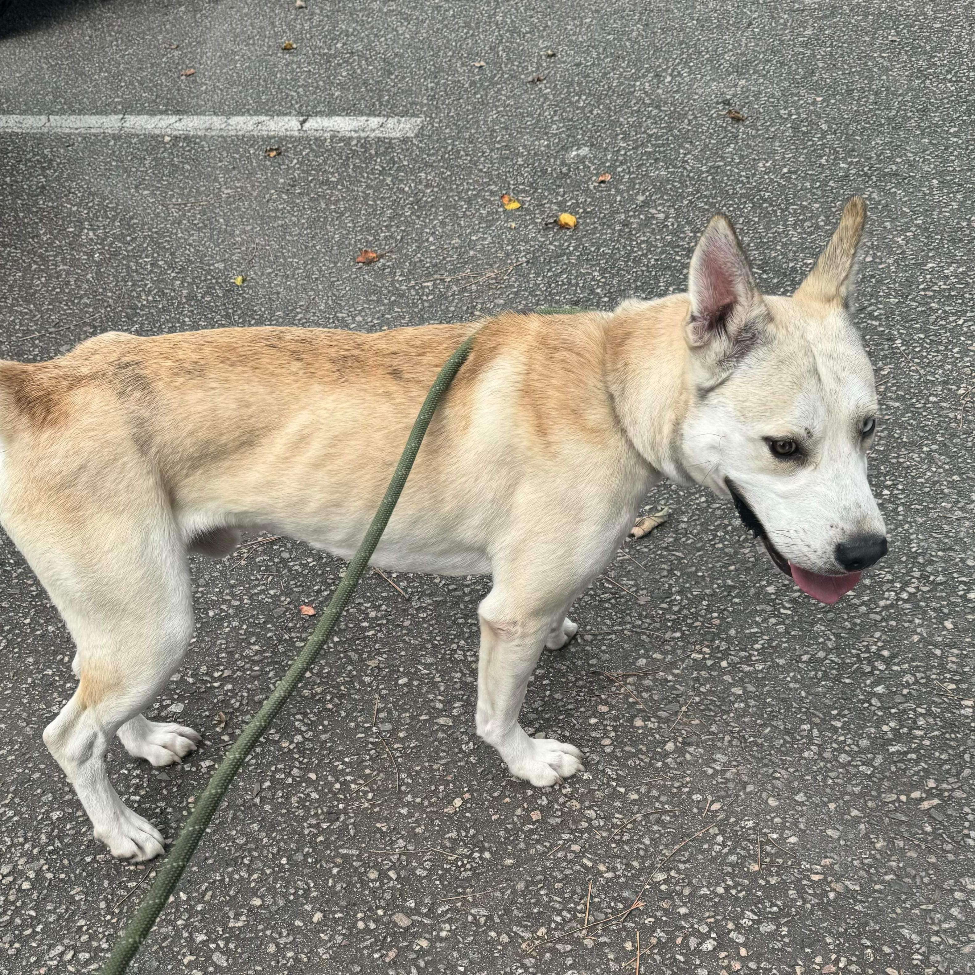 Arwyn, a Adoptable Mixed Breed in Myrtle Beach, SC image 2/3