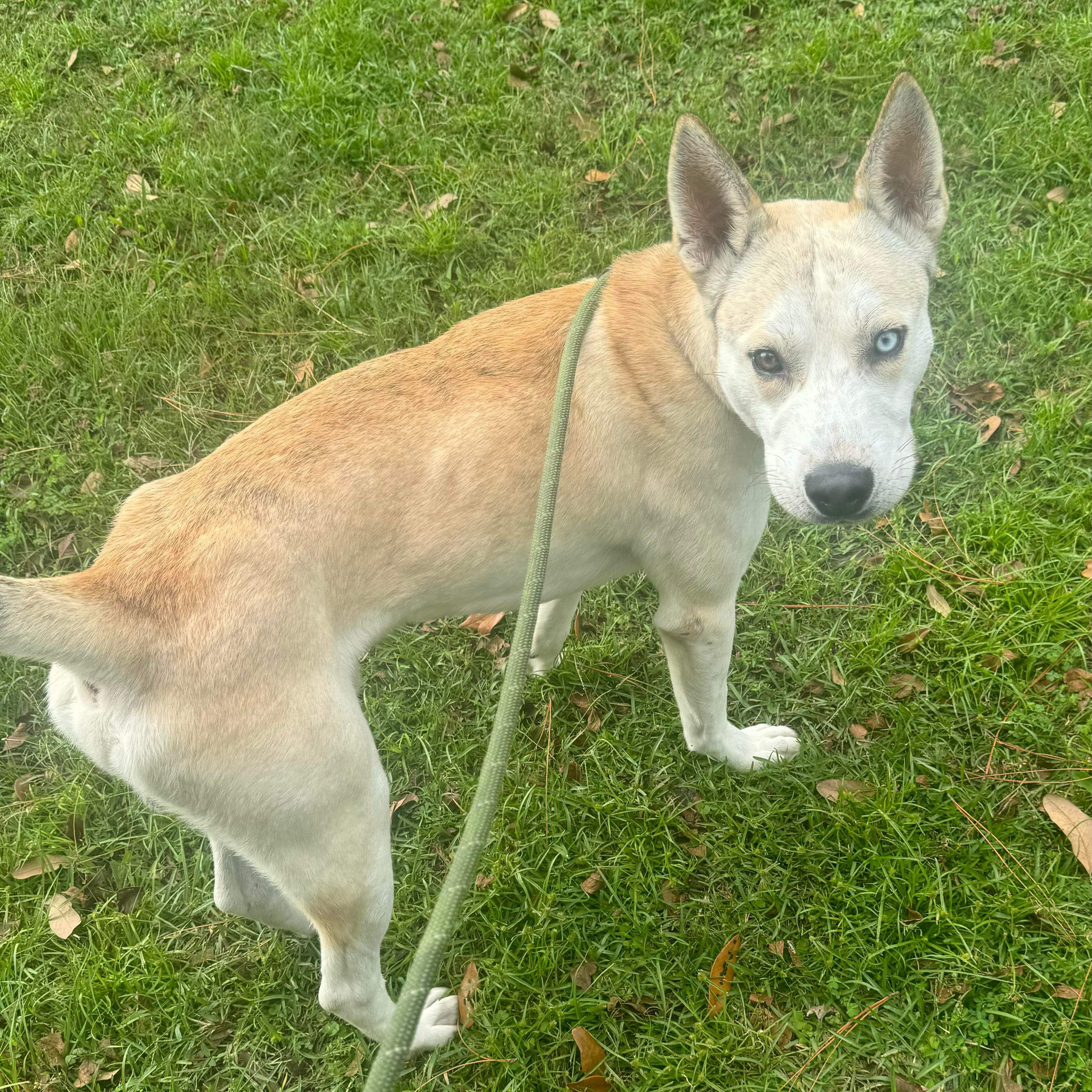 Arwyn, a Adoptable Mixed Breed in Myrtle Beach, SC image 1/3