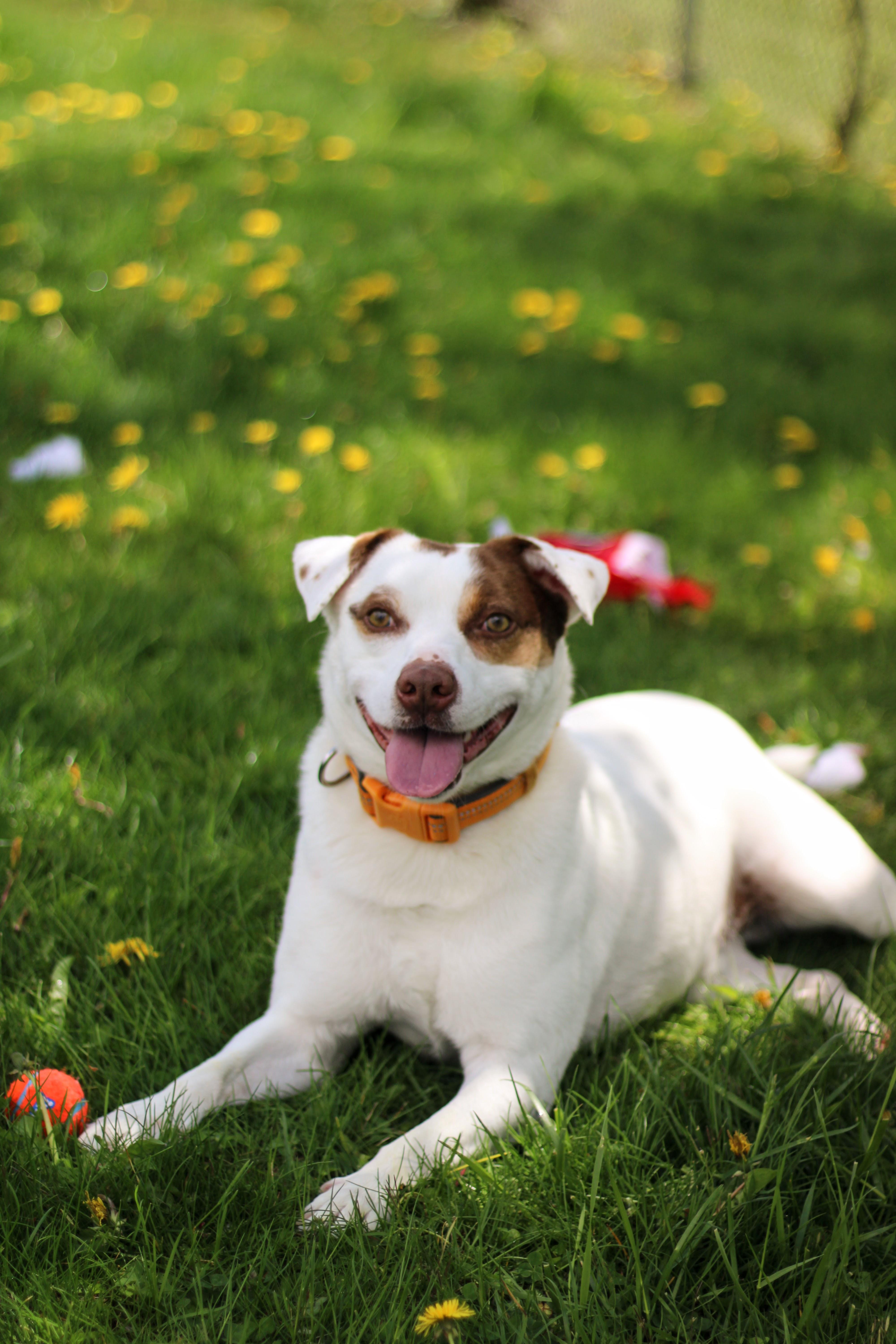 Enlarge Sid, a Adoptable mixed breed in Battle Creek, MI image 3/5