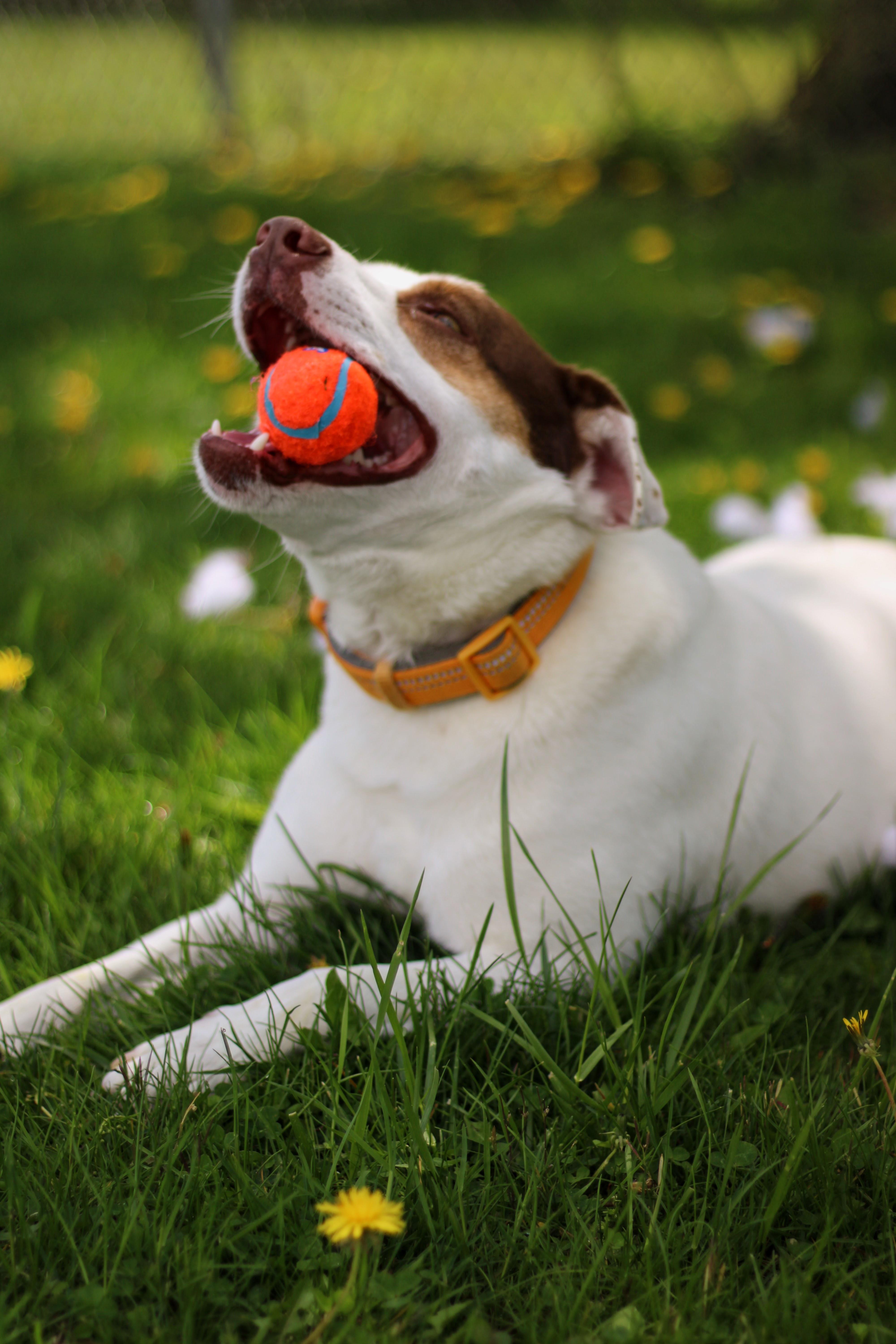 Enlarge Sid, a Adoptable mixed breed in Battle Creek, MI image 5/5