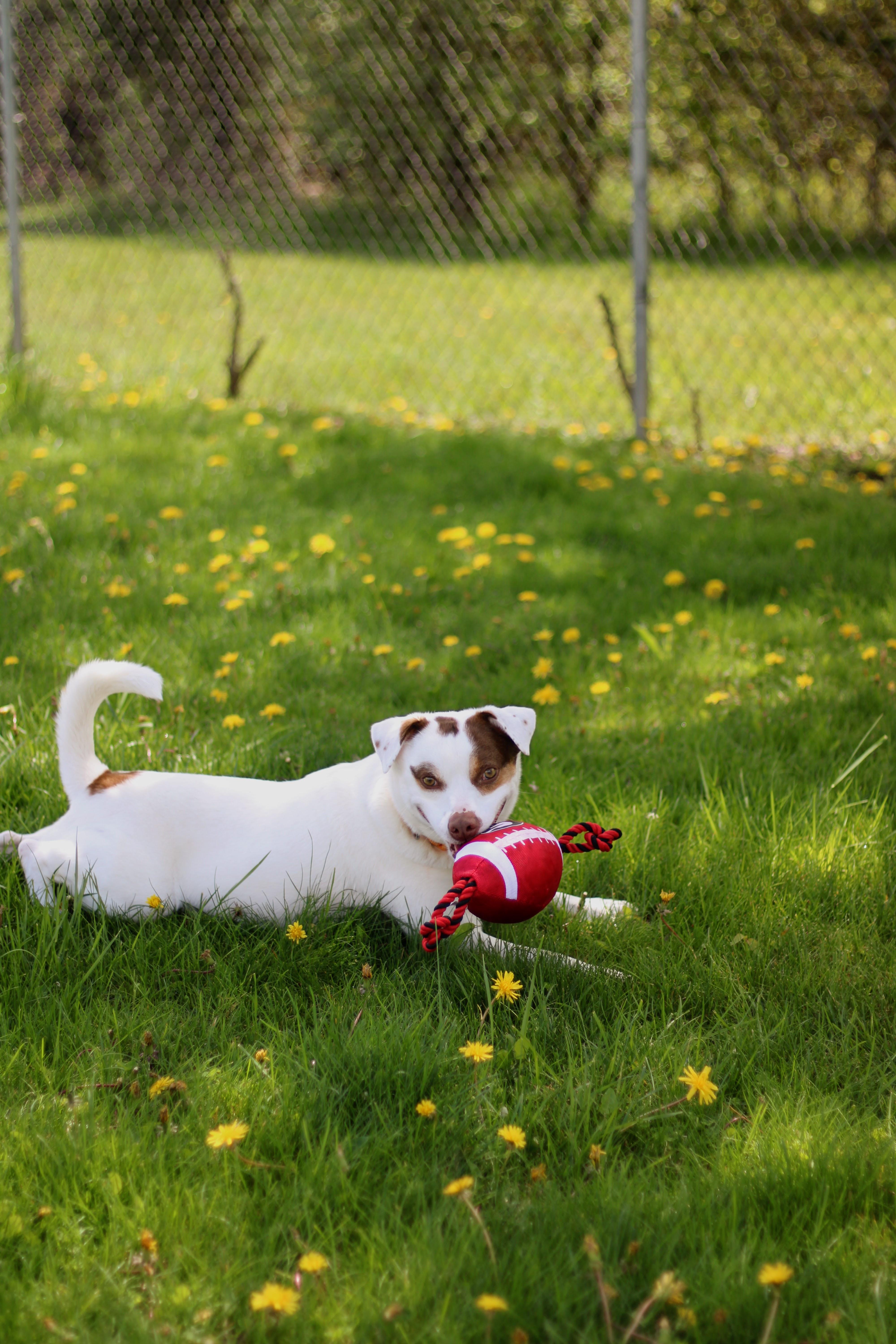 Enlarge Sid, a Adoptable mixed breed in Battle Creek, MI image 1/5