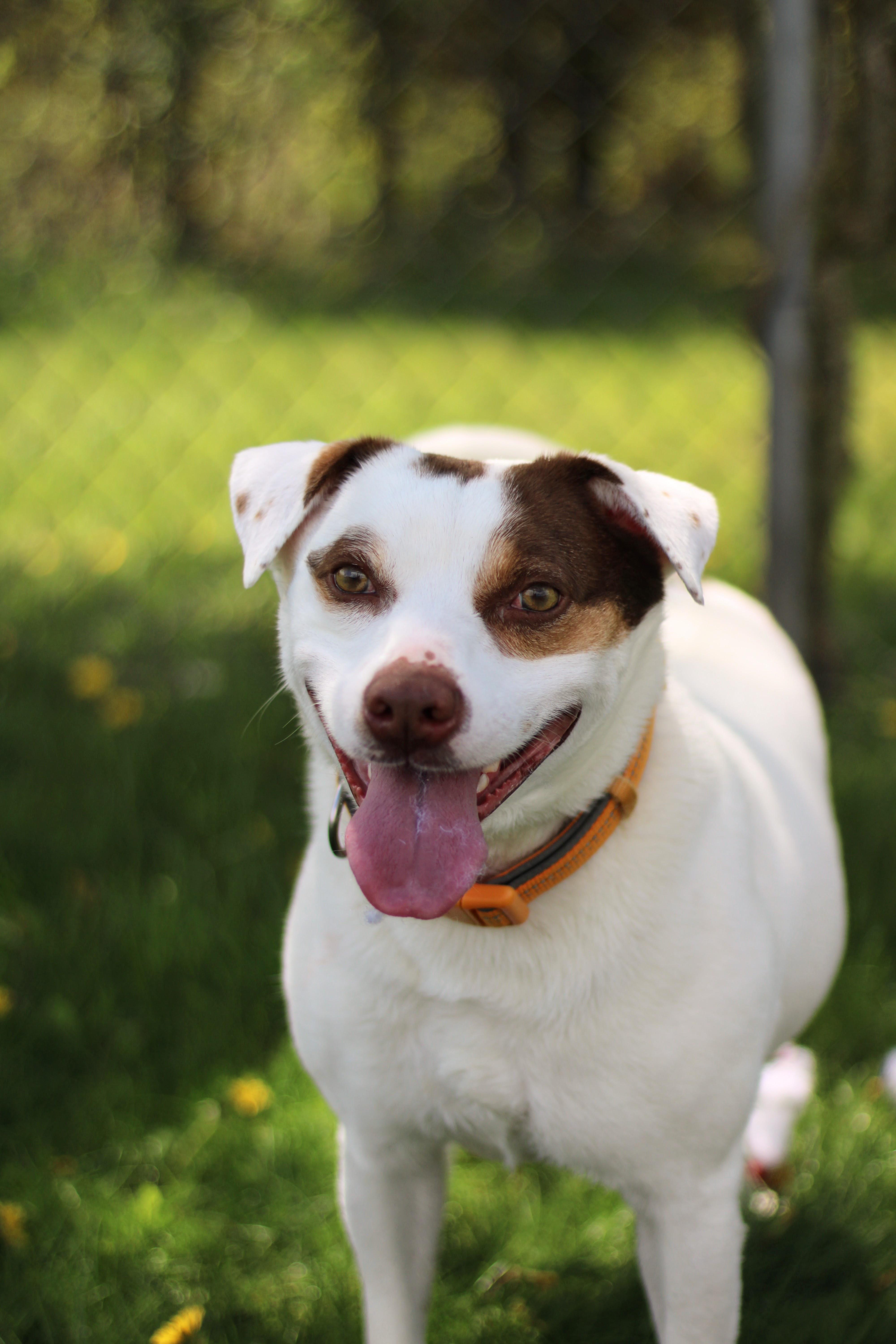 Enlarge Sid, a Adoptable mixed breed in Battle Creek, MI image 2/5