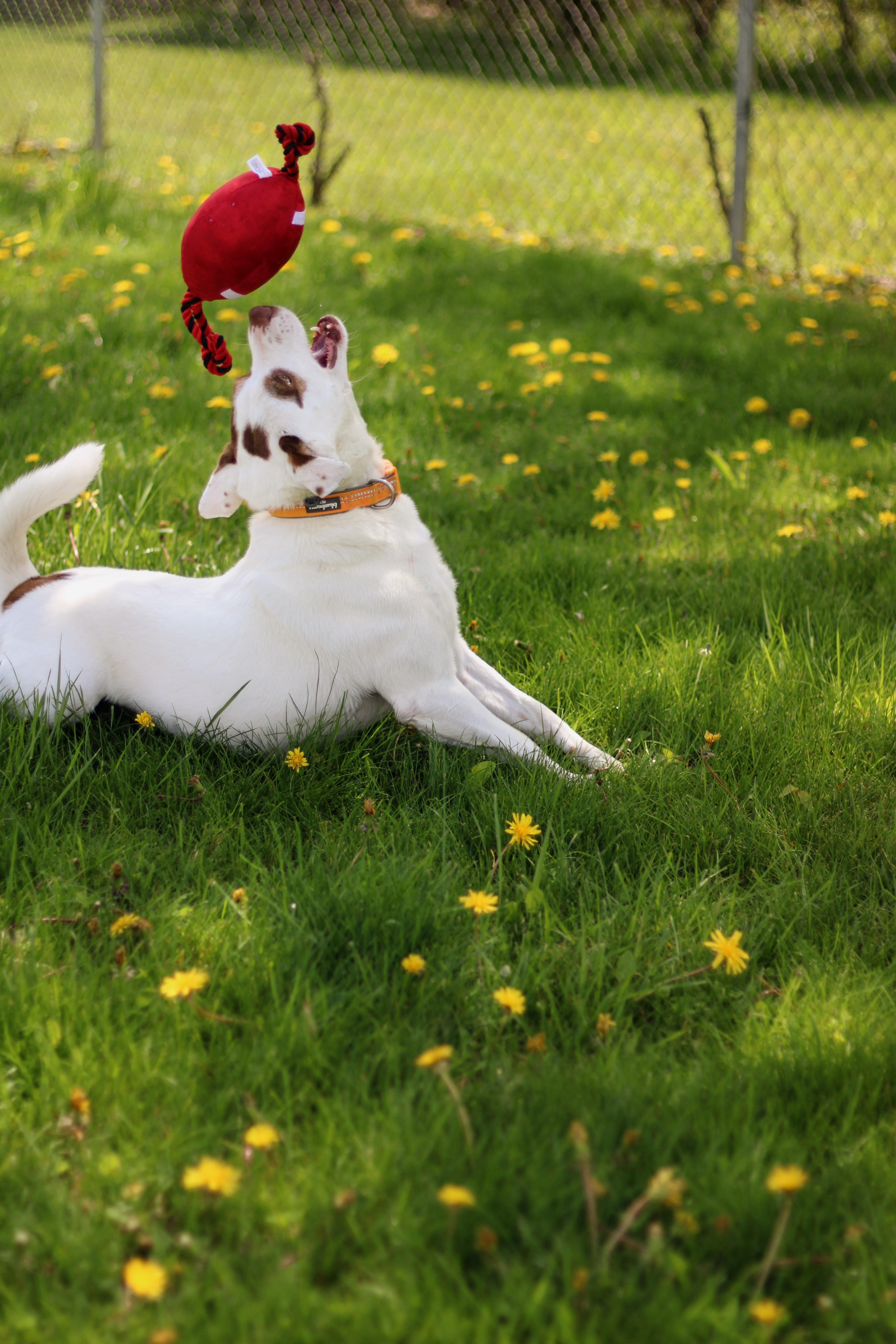 Enlarge Sid, a Adoptable mixed breed in Battle Creek, MI image 4/5