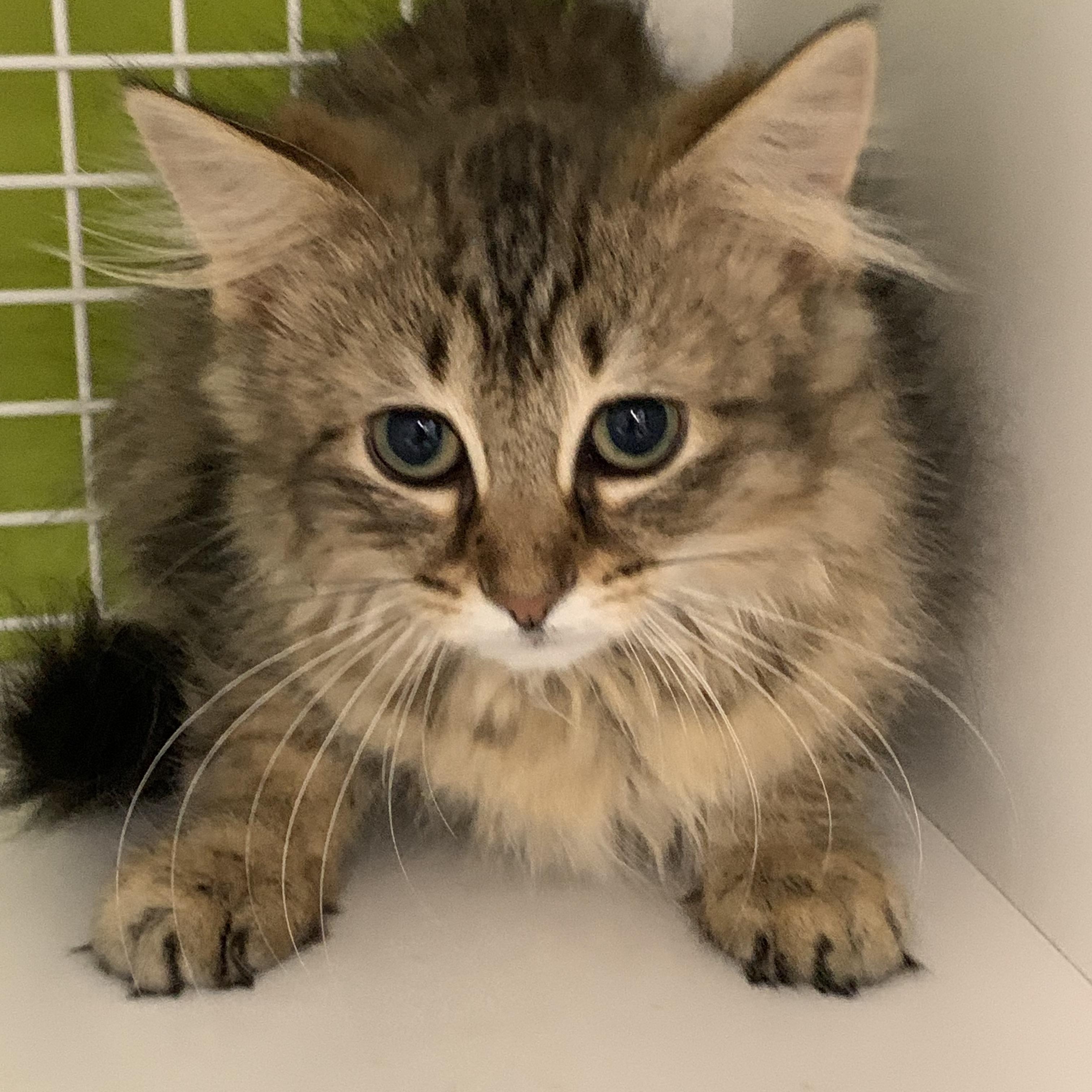 Piper, adopted, Kitten Female Domestic Long Hair.