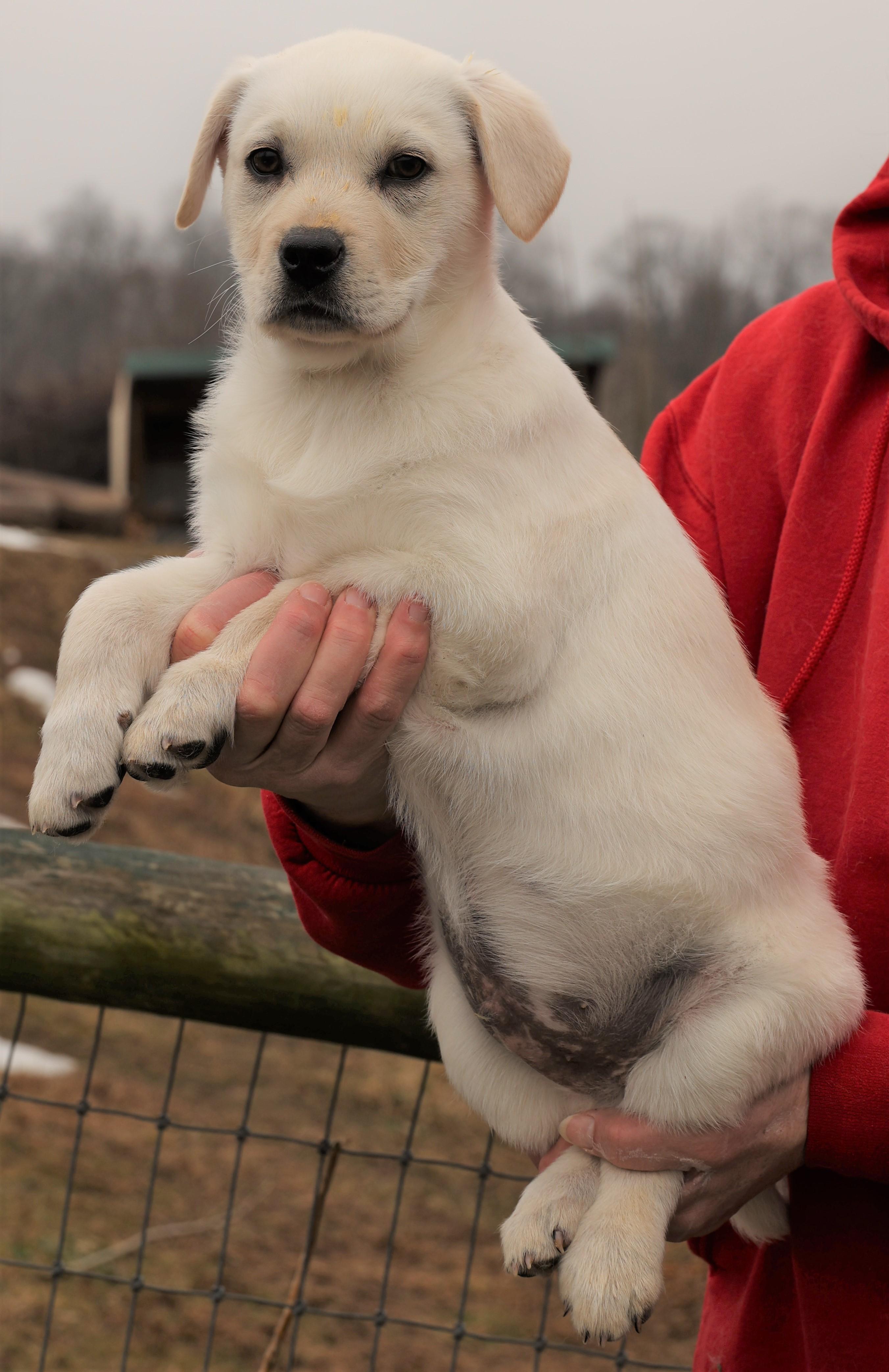 Enlarge Kosmo-Available @Petsmart 3/1! www.lhar.dog to apply! , an adoptable mixed breed in Frederick, MD image 4/5