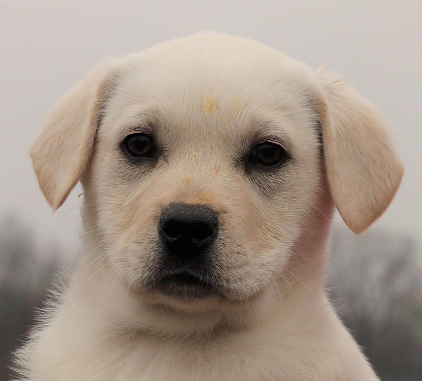 Kosmo-Available! www.lhar.dog to apply! , adoptable, Puppy Male Labrador Retriever & Hound.