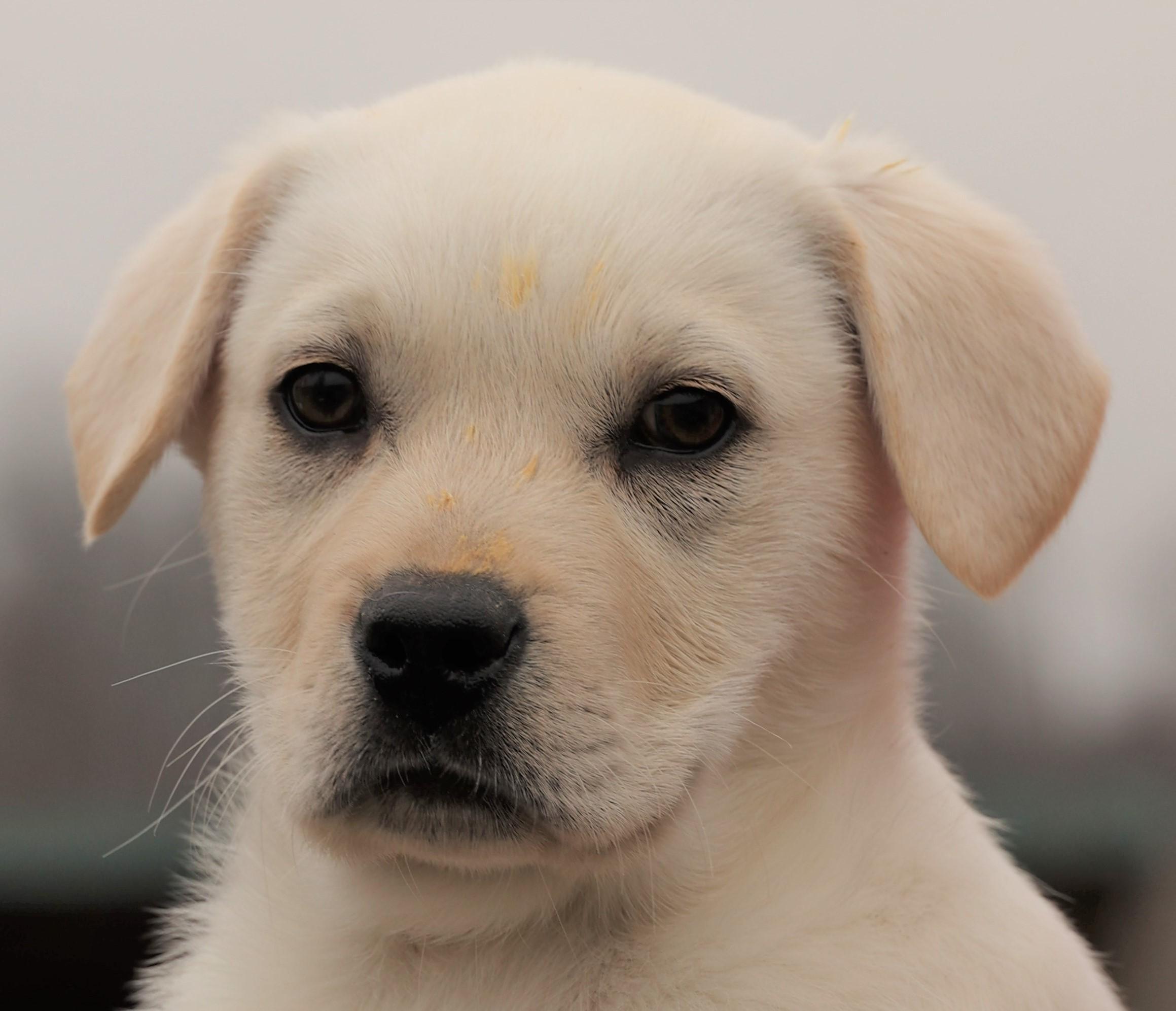 Enlarge Kosmo-Available @Petsmart 3/1! www.lhar.dog to apply! , an adoptable mixed breed in Frederick, MD image 2/5