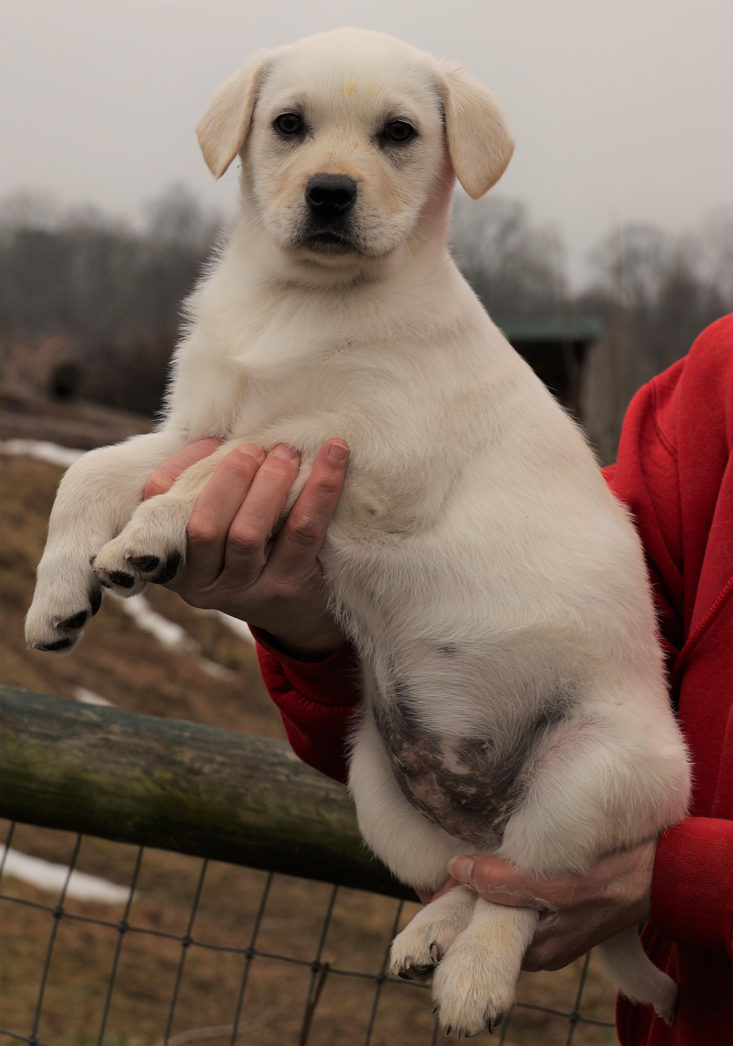 Enlarge Kosmo-Available @Petsmart 3/1! www.lhar.dog to apply! , an adoptable mixed breed in Frederick, MD image 5/5
