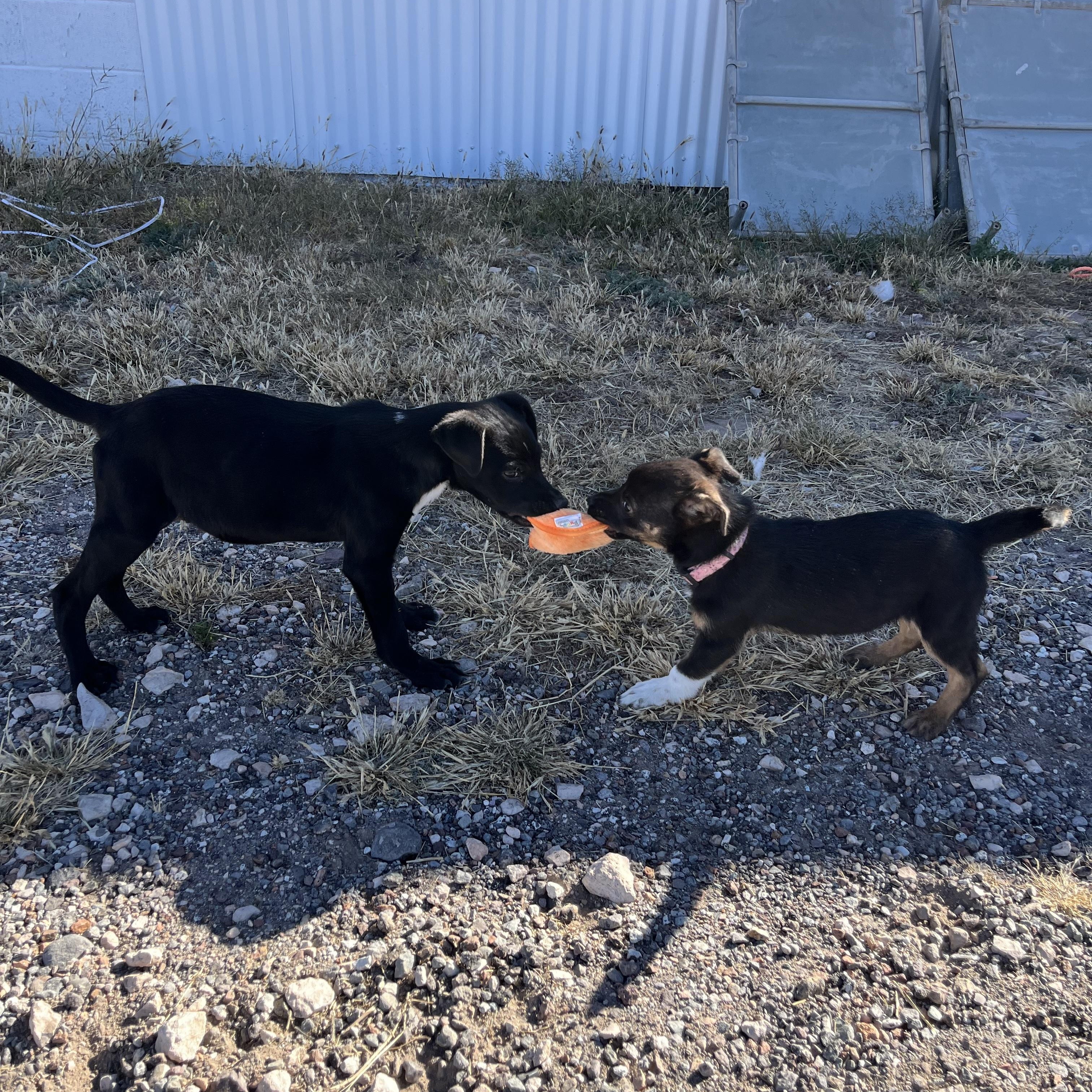 Enlarge Tippy, a ADOPTABLE Mixed Breed in Marfa, TX image 5/6