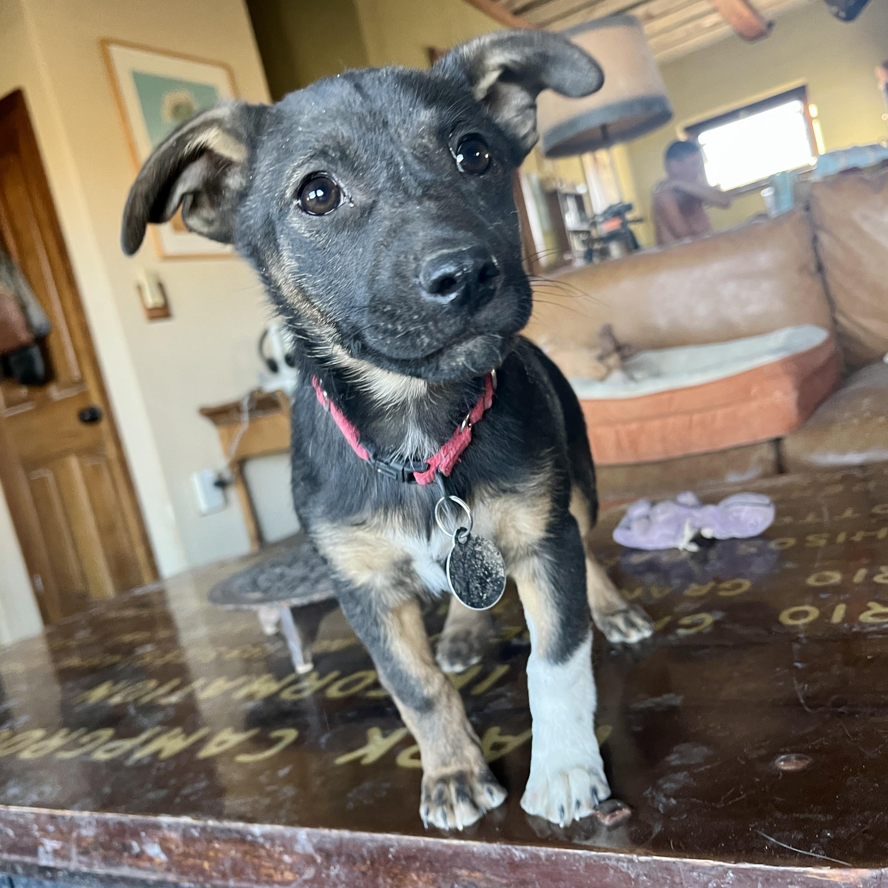 Enlarge Tippy, a ADOPTABLE Mixed Breed in Marfa, TX image 2/6