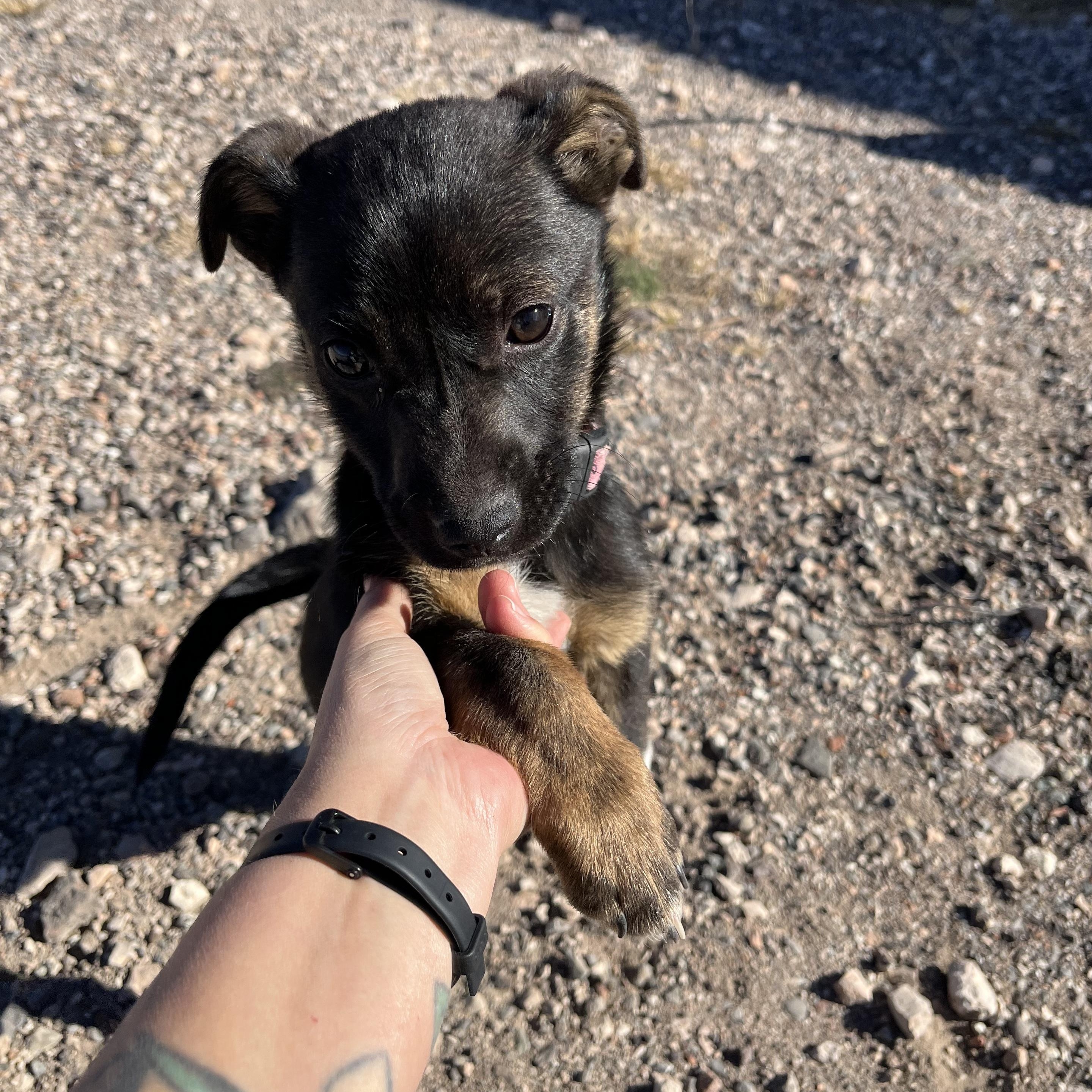 Enlarge Tippy, a ADOPTABLE Mixed Breed in Marfa, TX image 4/6