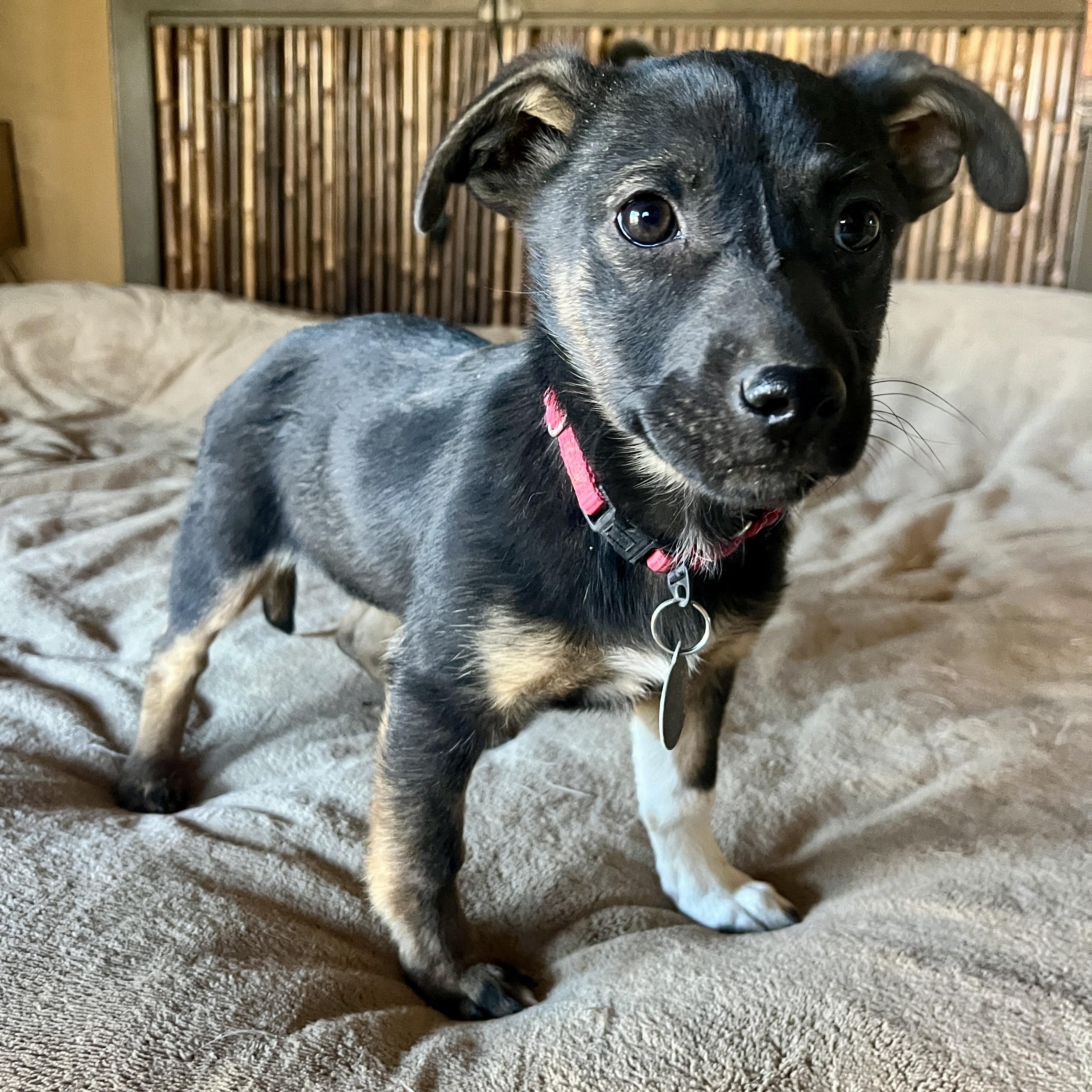 Enlarge Tippy, a ADOPTABLE Mixed Breed in Marfa, TX image 1/6
