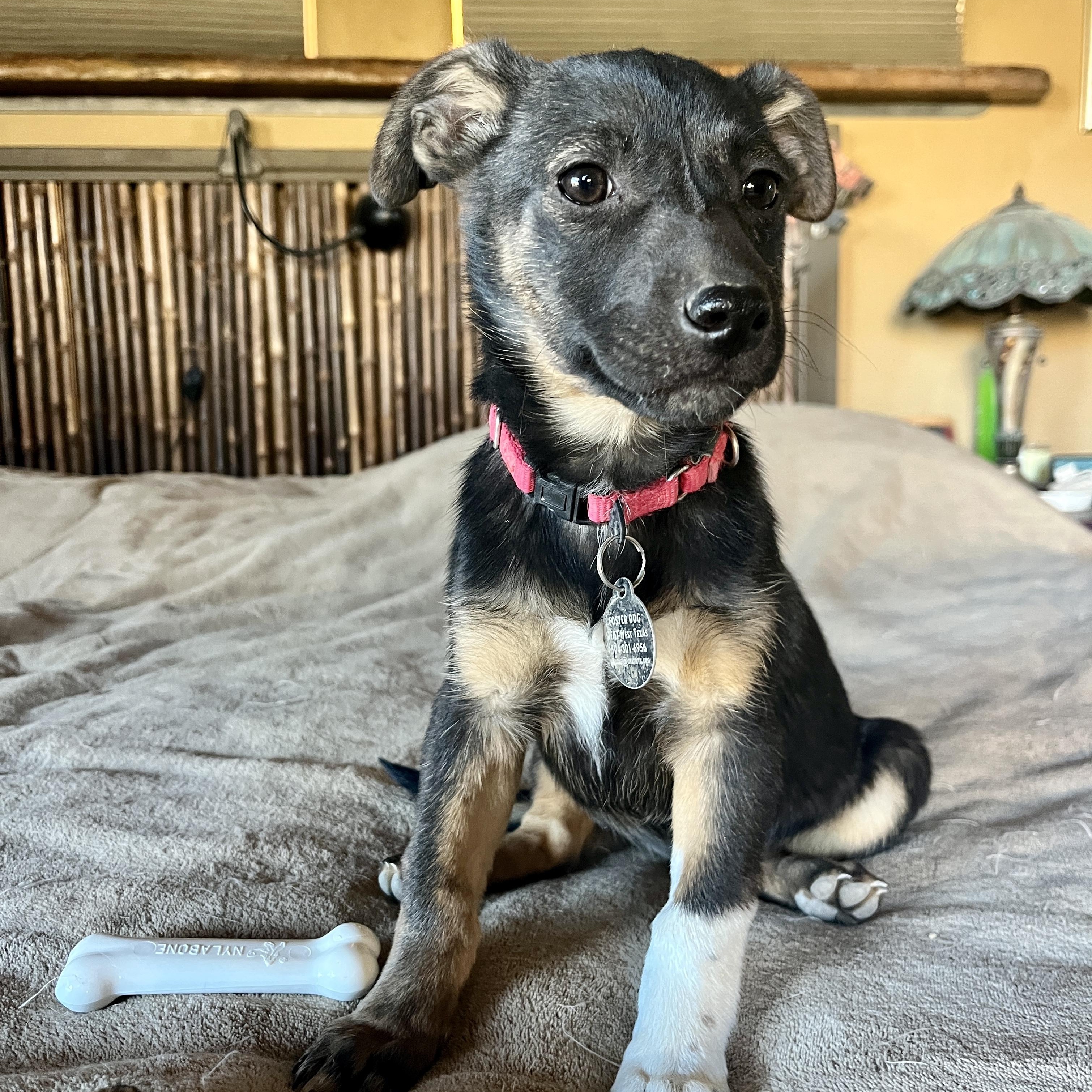 Enlarge Tippy, a ADOPTABLE Mixed Breed in Marfa, TX image 3/6