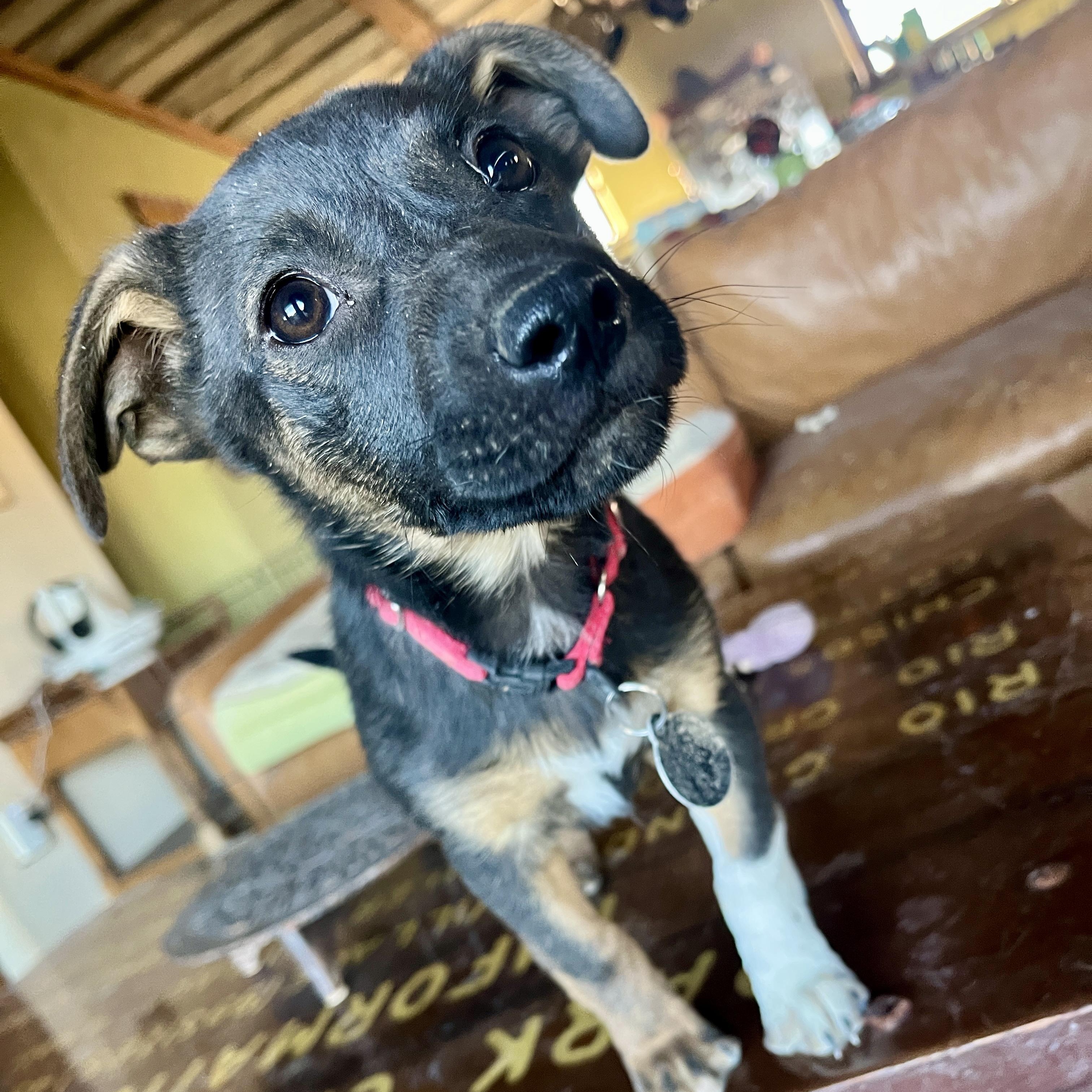 Enlarge Tippy, a ADOPTABLE Mixed Breed in Marfa, TX image 6/6