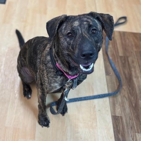 Gypsey, a Adoptable mixed breed in Washington, PA image 2/5