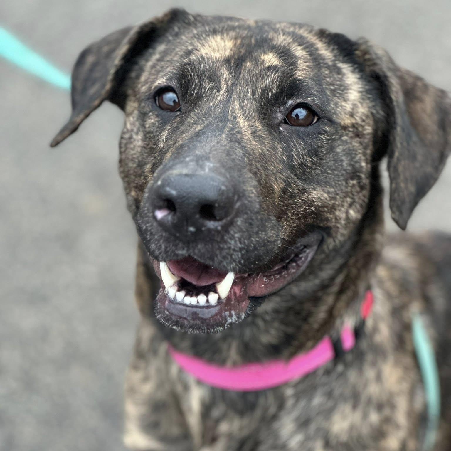 Enlarge Gypsey, a Adoptable mixed breed in Washington, PA image 1/6