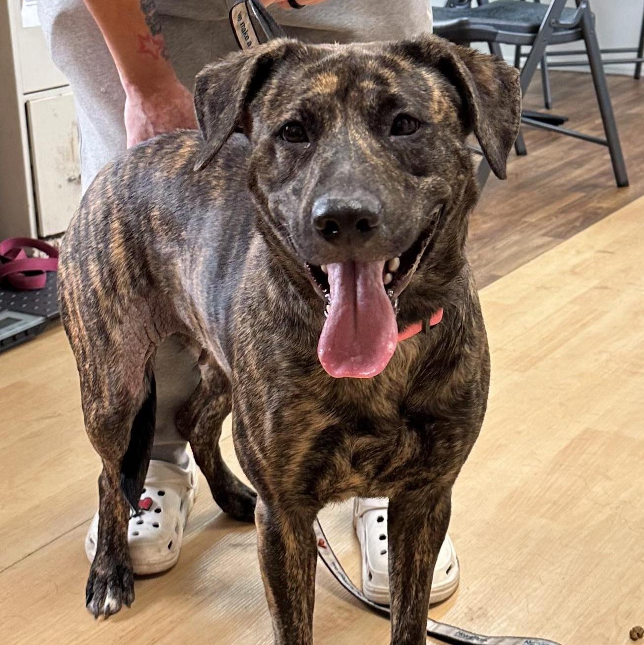 Gypsey, a Adoptable mixed breed in Washington, PA image 3/5