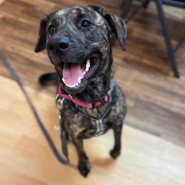 Gypsey, Adoptable, Young Female Plott Hound.