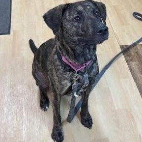 Enlarge Gypsey, a Adoptable mixed breed in Washington, PA image 2/5