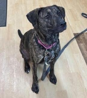 Gypsey, a Adoptable mixed breed in Washington, PA image 1/5