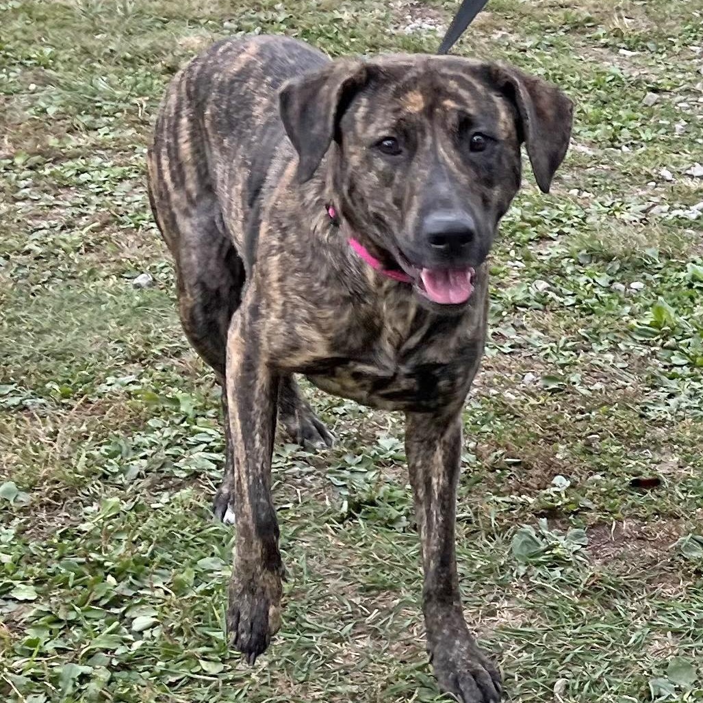Gypsey, a Adoptable mixed breed in Washington, PA image 4/5