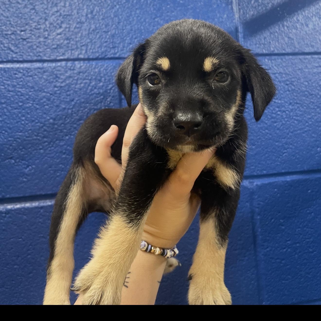 Enlarge Jafar, a Adoptable mixed breed in Copiague, NY image 1/1