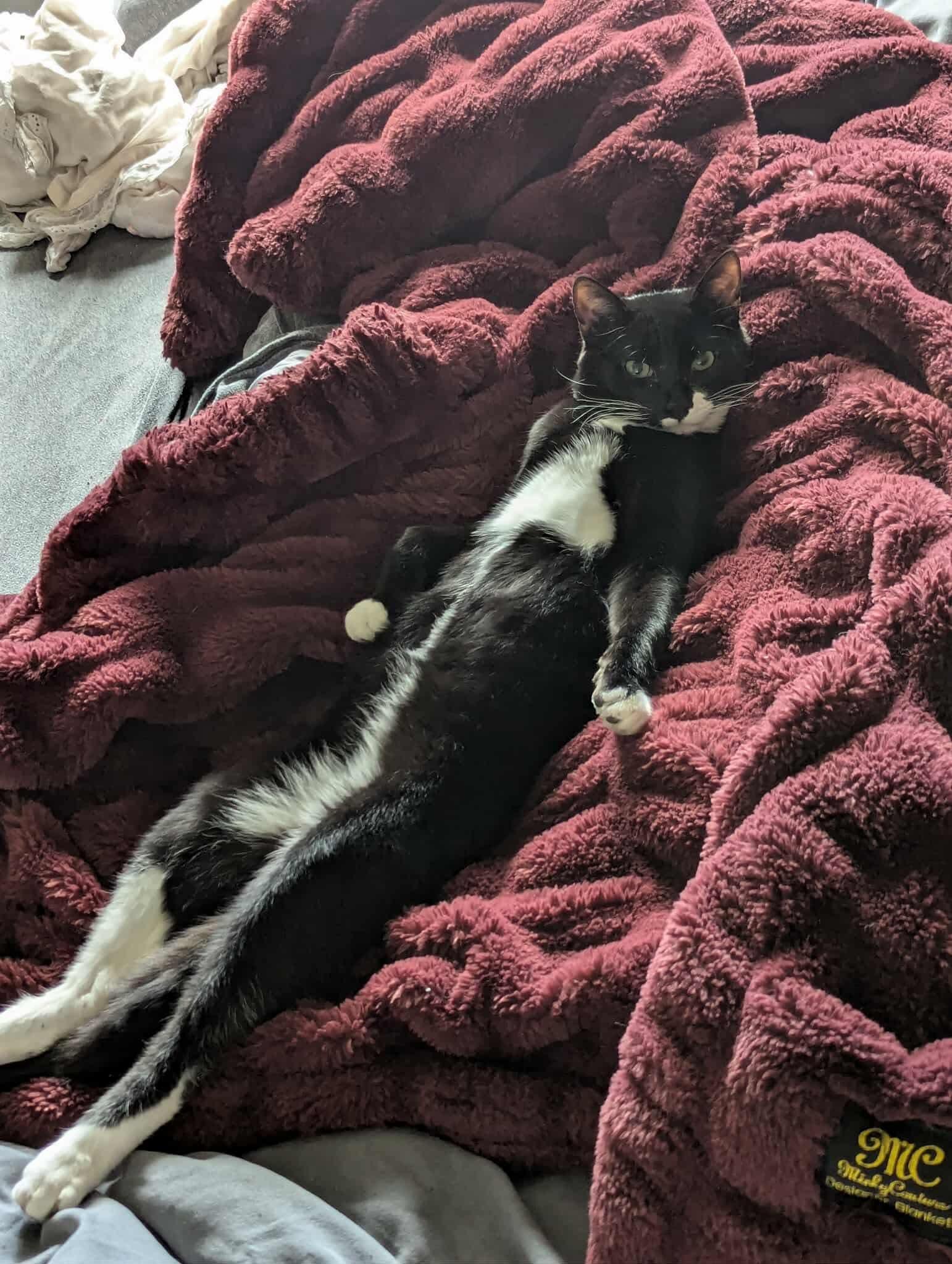 Arno, a Adoptable Tuxedo in Brigham City, UT image 1/2