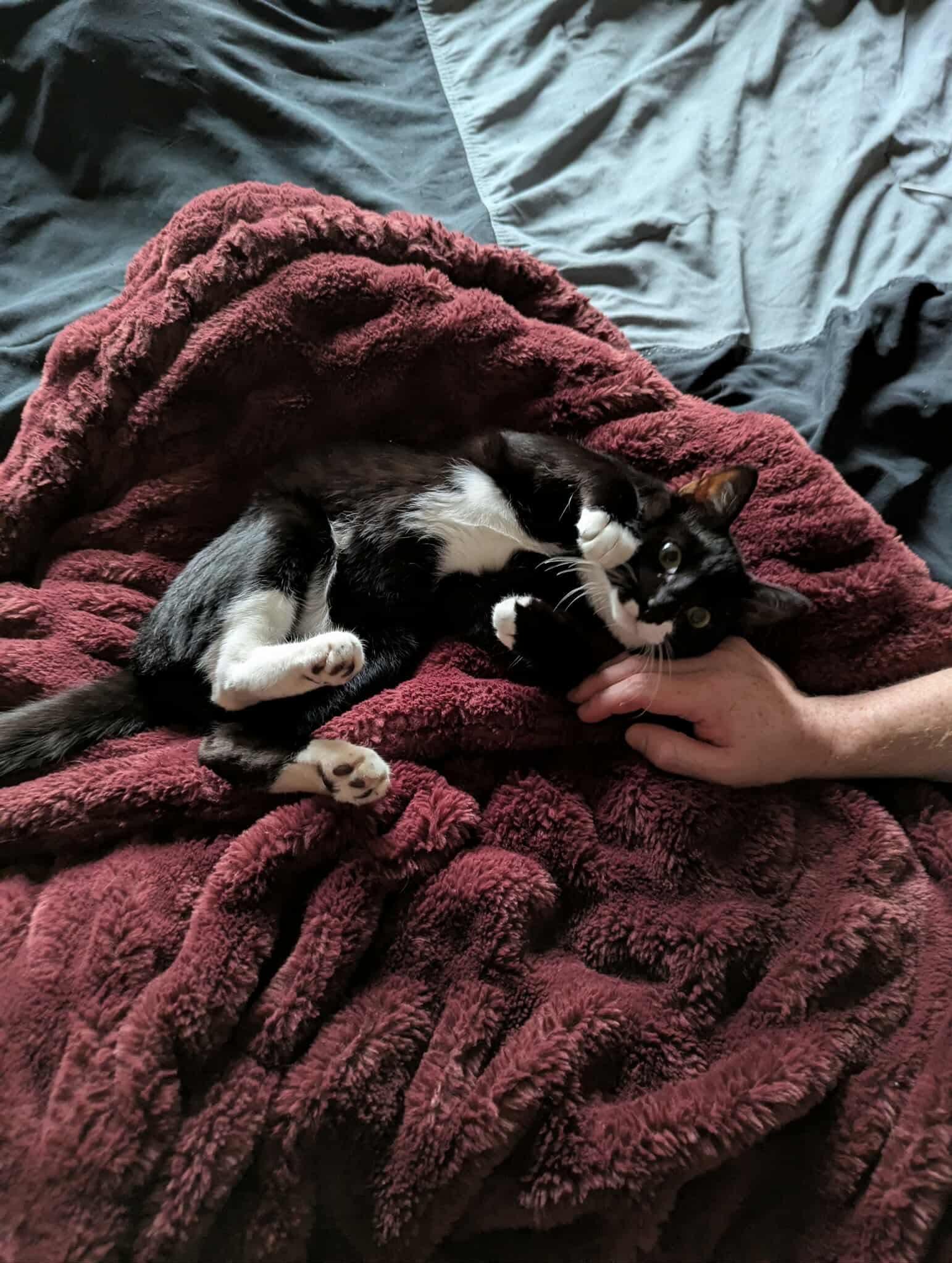 Arno, a Adoptable Tuxedo in Brigham City, UT image 2/2