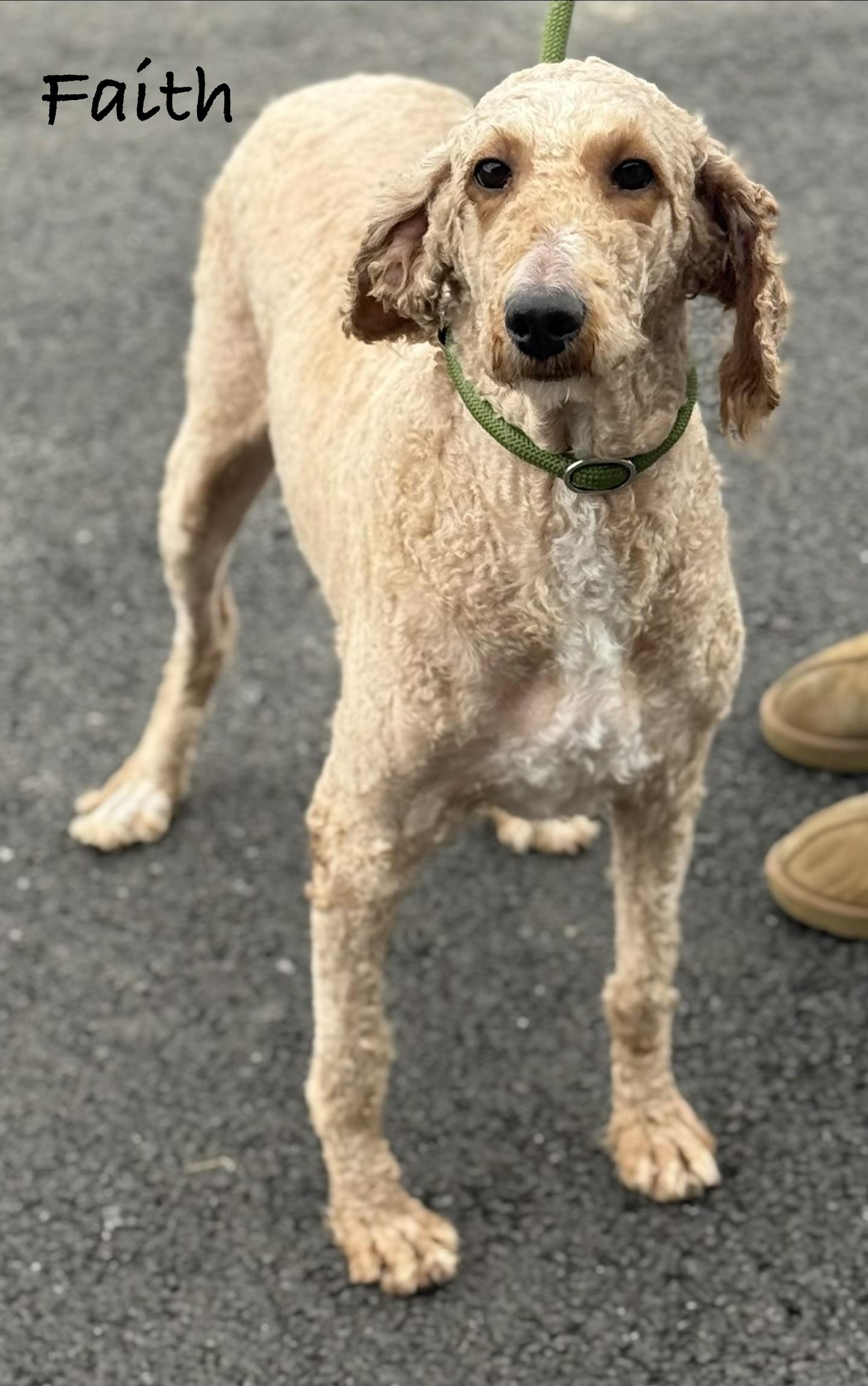 Enlarge FAITH, a Adoptable Standard Poodle in Ashland, OH image 5/5