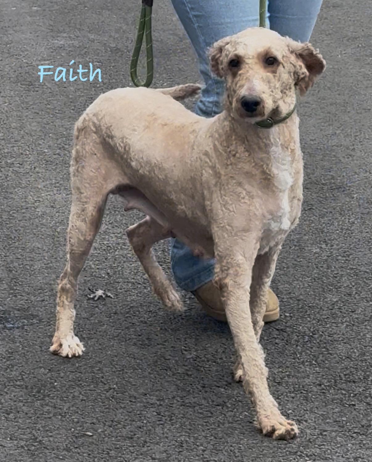 Enlarge FAITH, a Adoptable Standard Poodle in Ashland, OH image 2/5