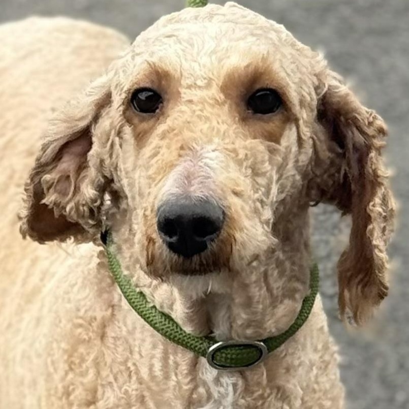 FAITH, Adoptable, Adult Female Standard Poodle.