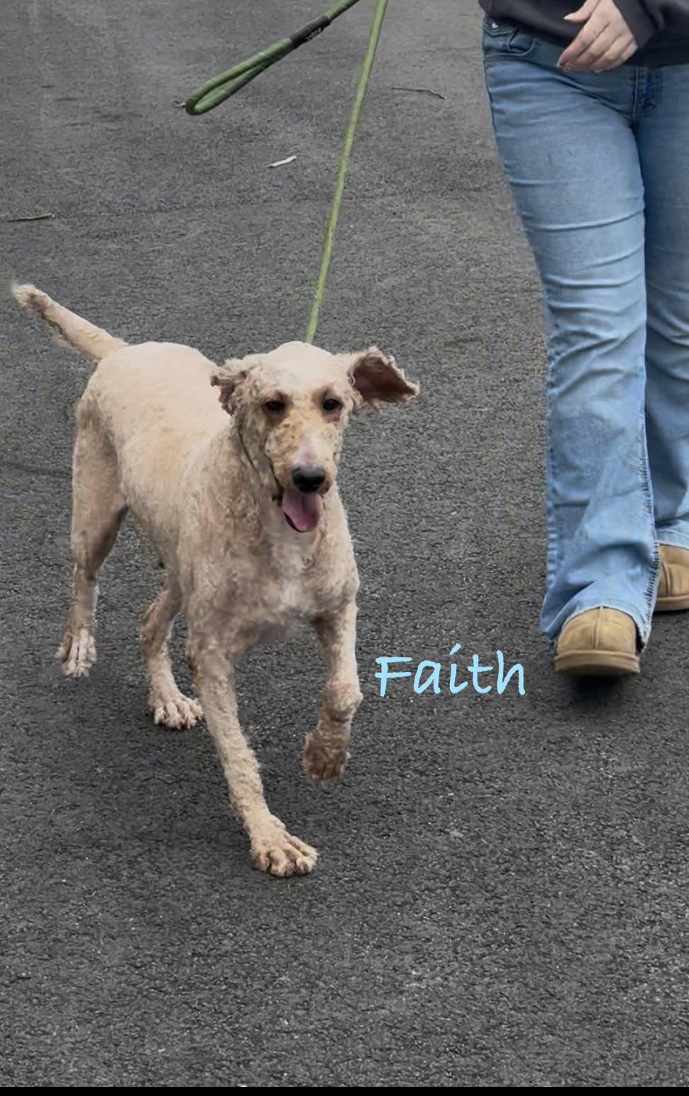 Enlarge FAITH, a Adoptable Standard Poodle in Ashland, OH image 3/5