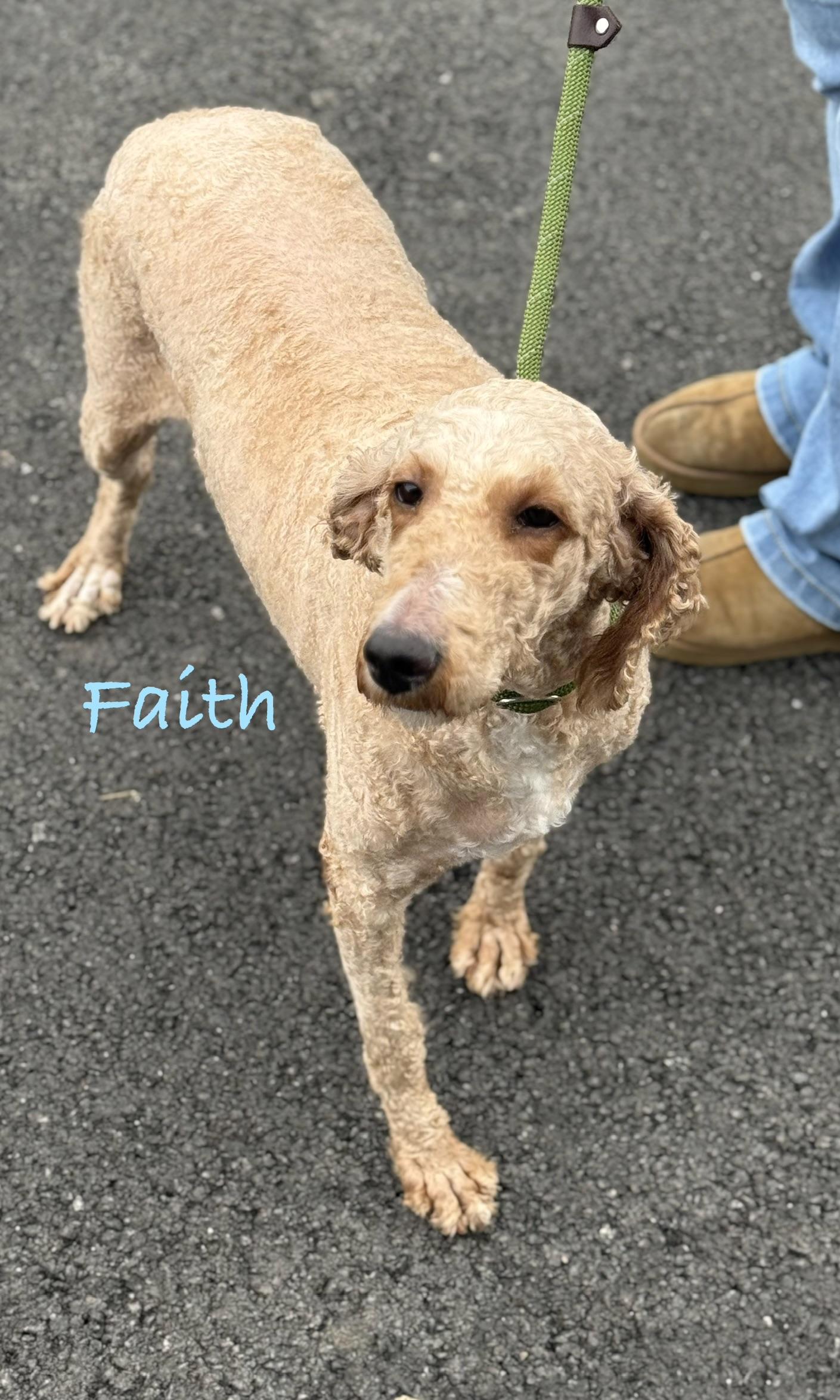 Enlarge FAITH, a Adoptable Standard Poodle in Ashland, OH image 4/5