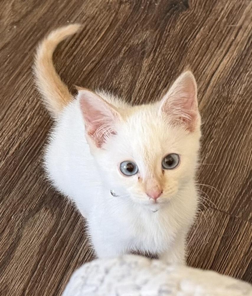 Enlarge Snowflake, a Adoptable mixed breed in Richardson, TX image 1/6