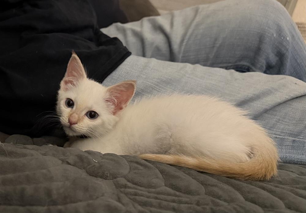 Enlarge Snowflake, a Adoptable mixed breed in Richardson, TX image 3/6