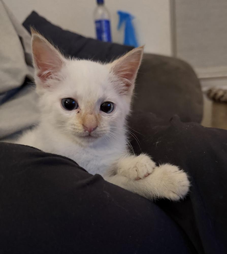 Enlarge Snowflake, a Adoptable mixed breed in Richardson, TX image 5/6