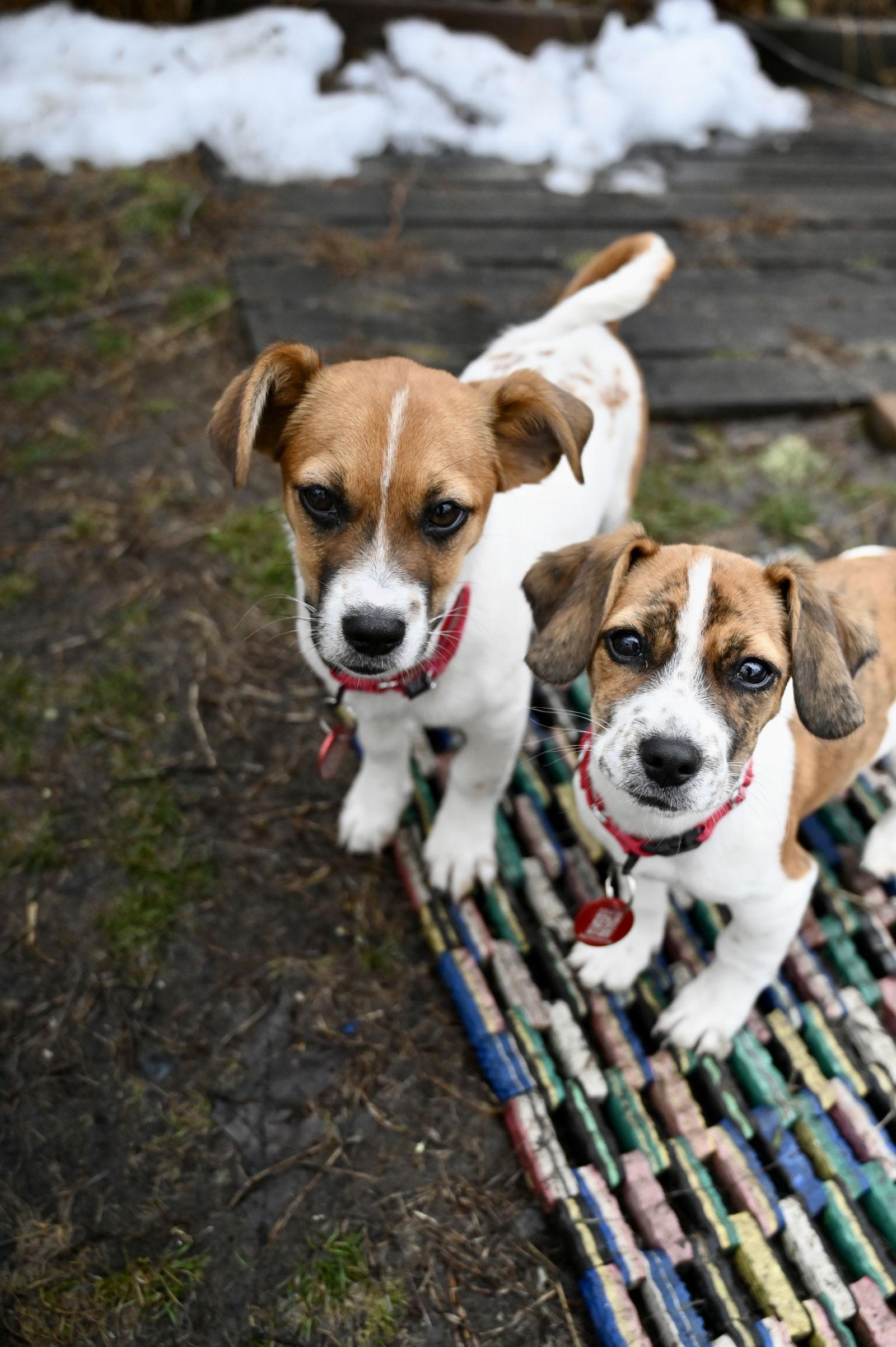 Clemson Football *LOCAL*