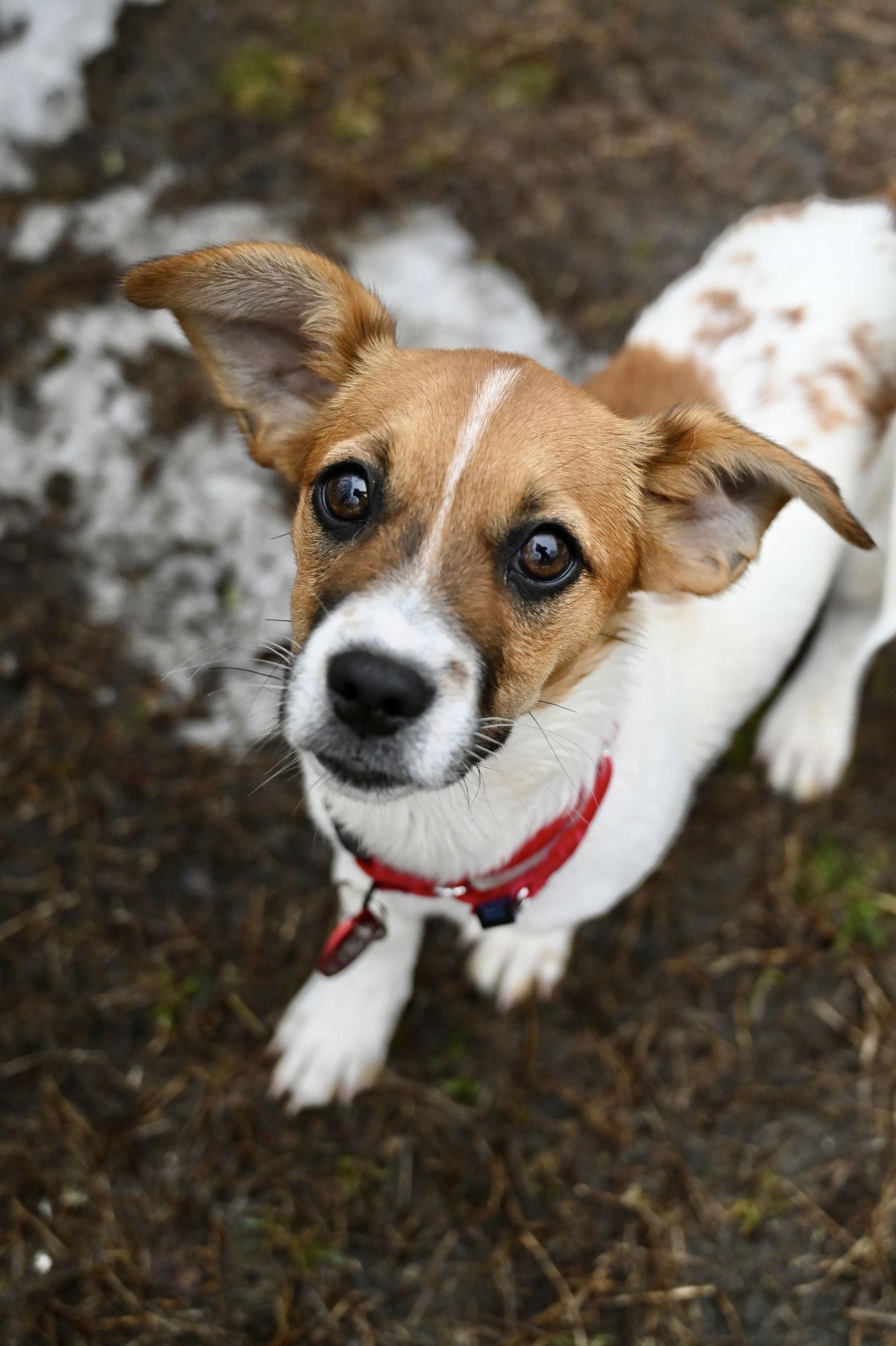 Clemson Football *LOCAL* — thumbnail 2