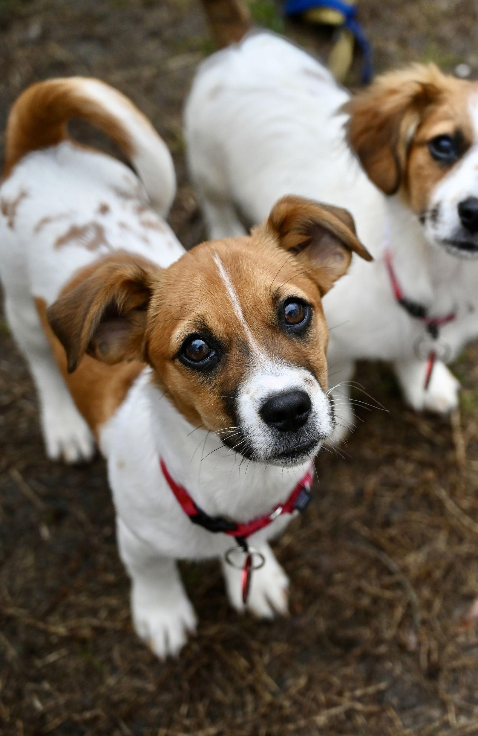 Clemson Football *LOCAL* — thumbnail 3