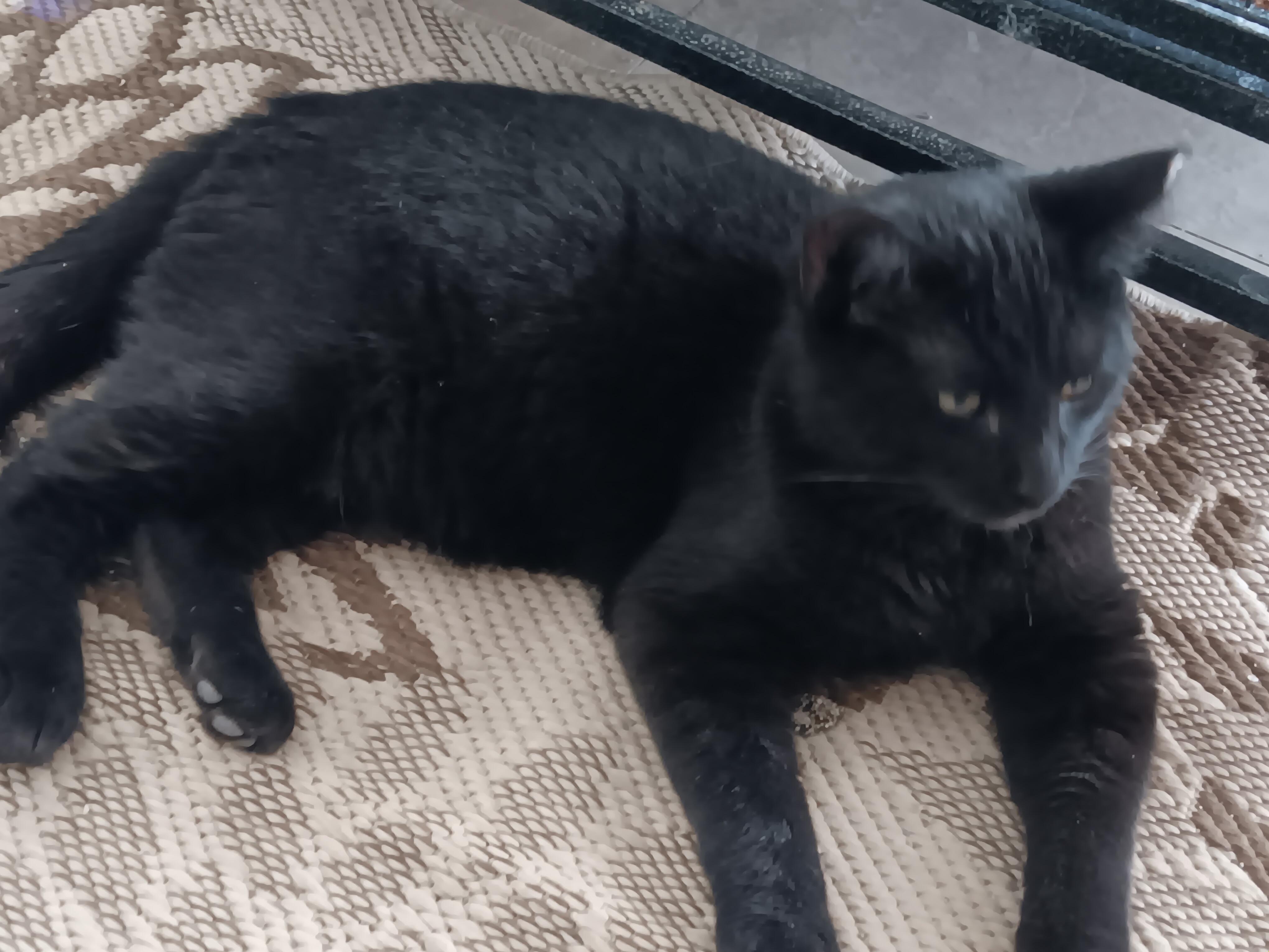 Enlarge Hawkins, a ADOPTABLE Domestic Short Hair in Redondo Beach, CA image 1/3