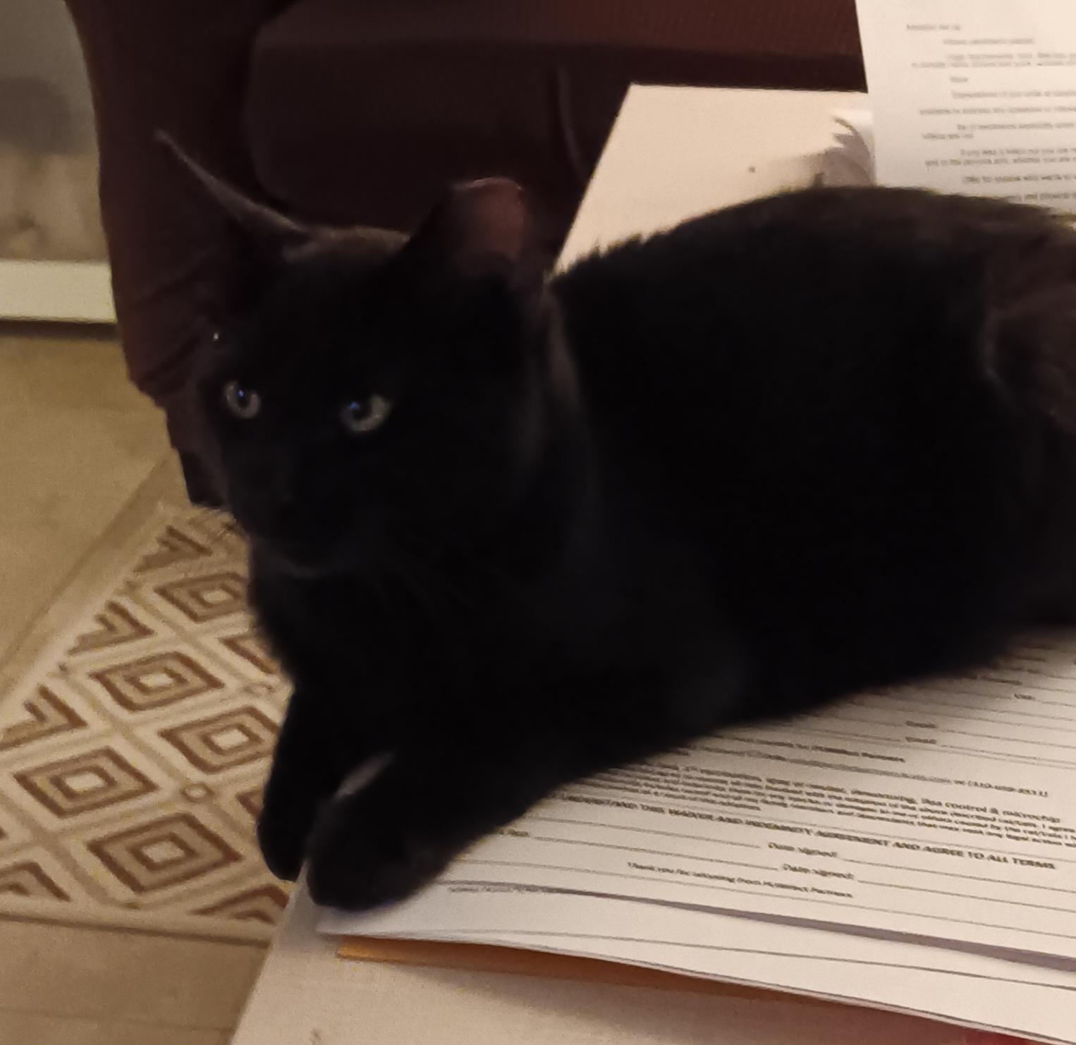 Enlarge Hawkins, a ADOPTABLE Domestic Short Hair in Redondo Beach, CA image 2/3