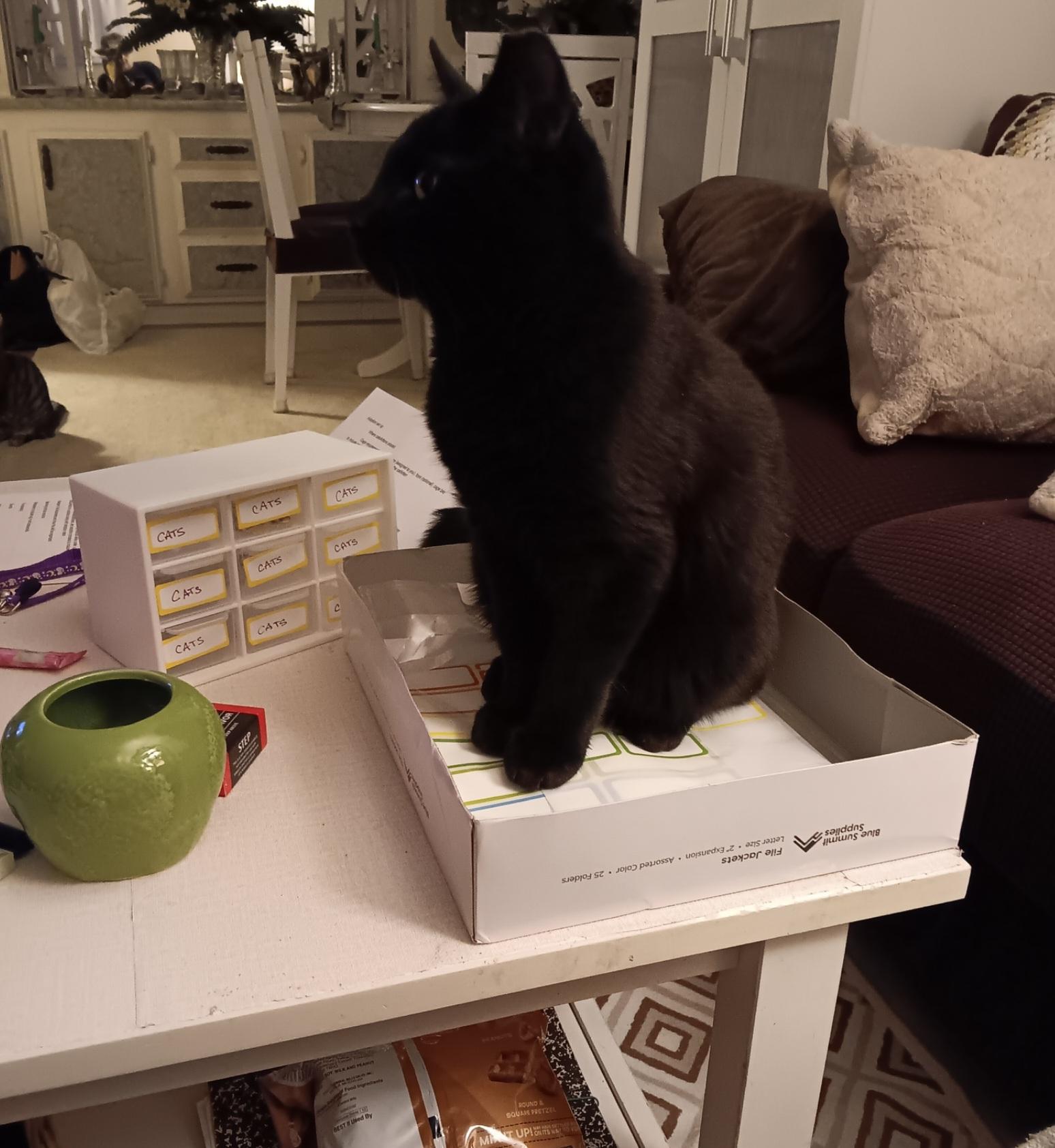 Enlarge Hawkins, a ADOPTABLE Domestic Short Hair in Redondo Beach, CA image 3/3