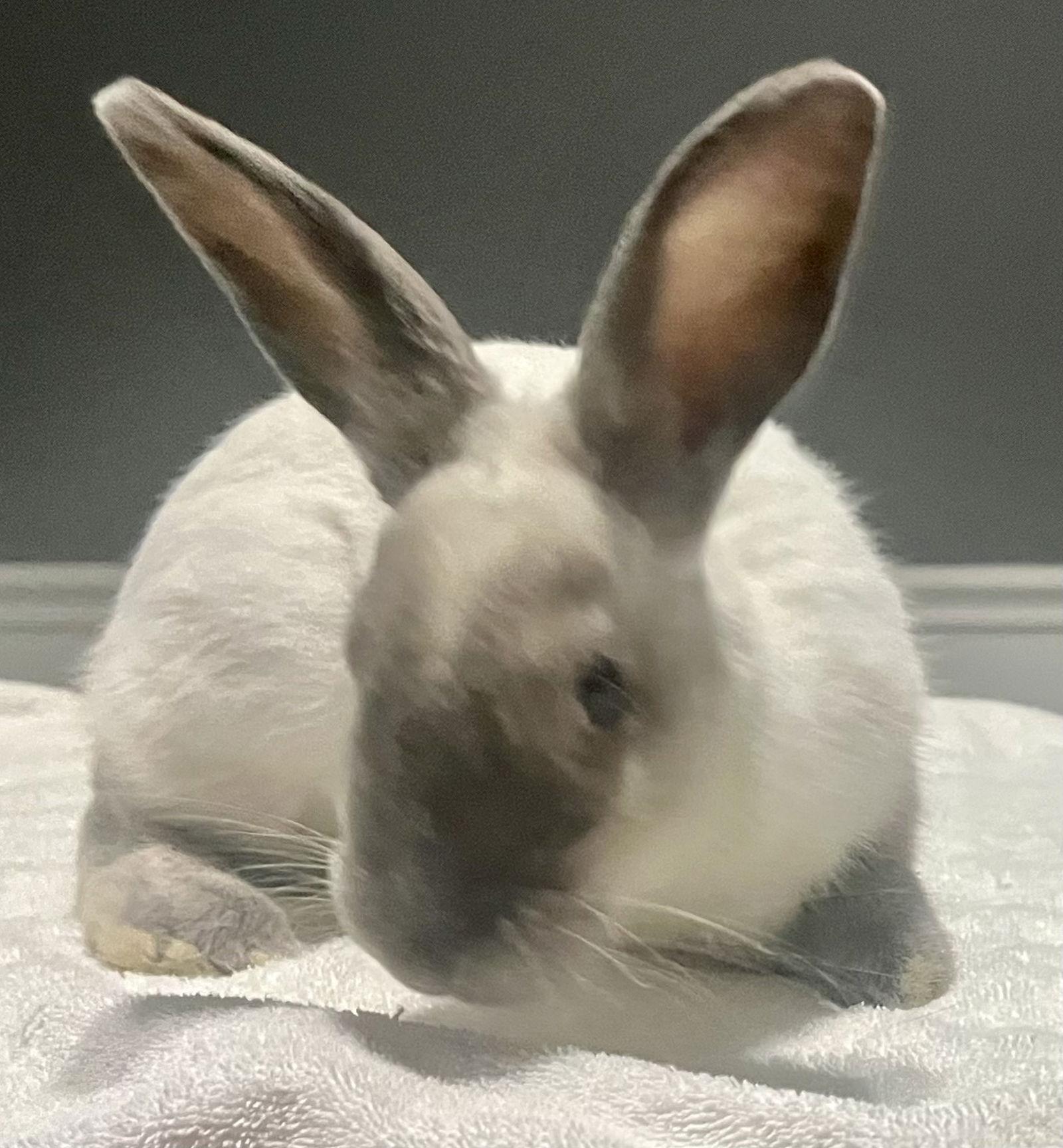 Alonzo, Adoptable, Young Male Californian.