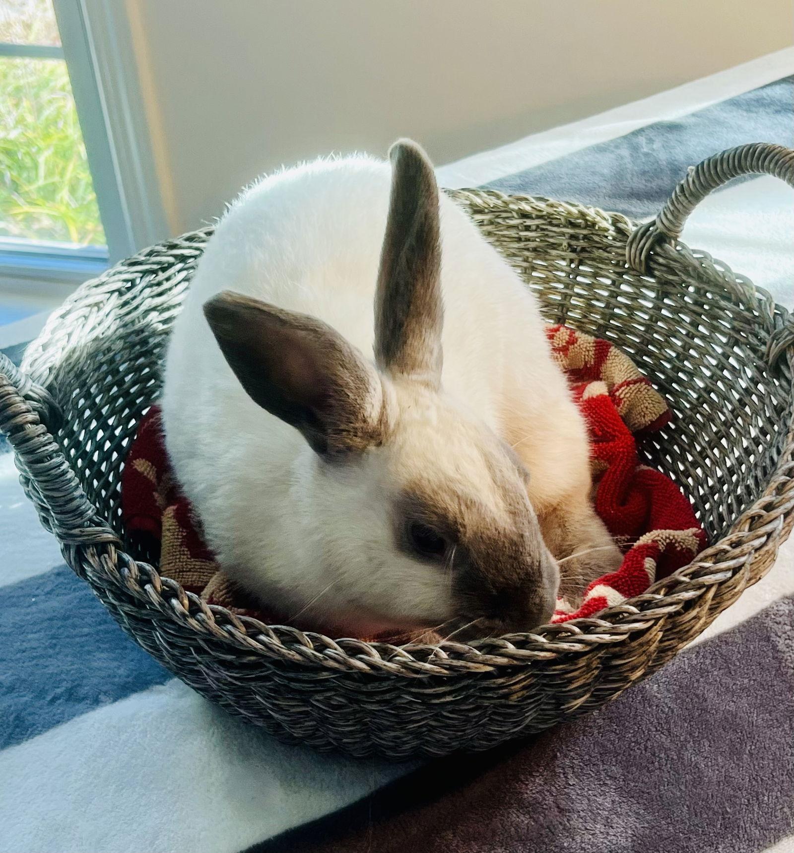 Alonzo, a Adoptable Californian in Lexington, SC image 2/3