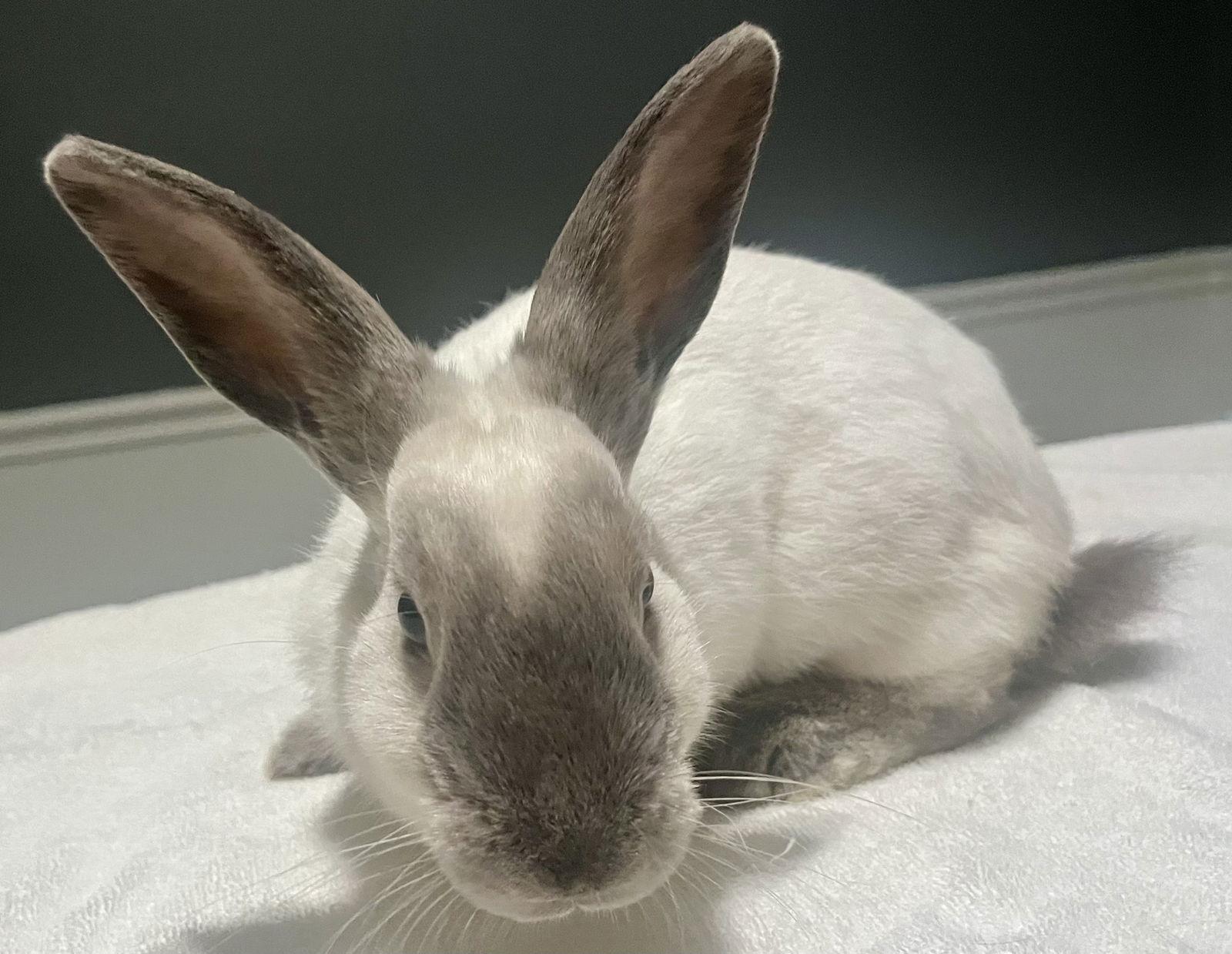 Alonzo, a Adoptable Californian in Lexington, SC image 1/3