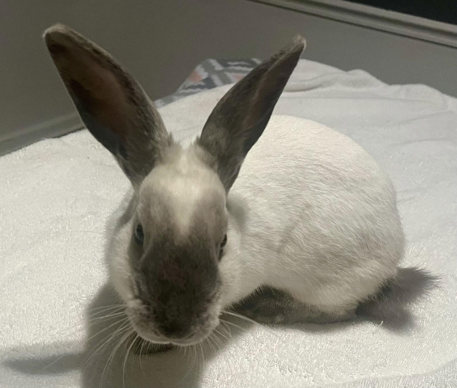 Alonzo, a Adoptable Californian in Lexington, SC image 2/3