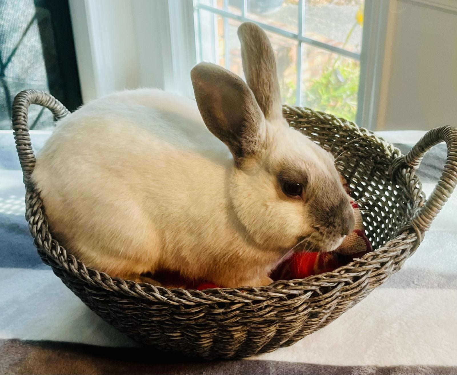 Alonzo, Adoptable, Young Male Californian.